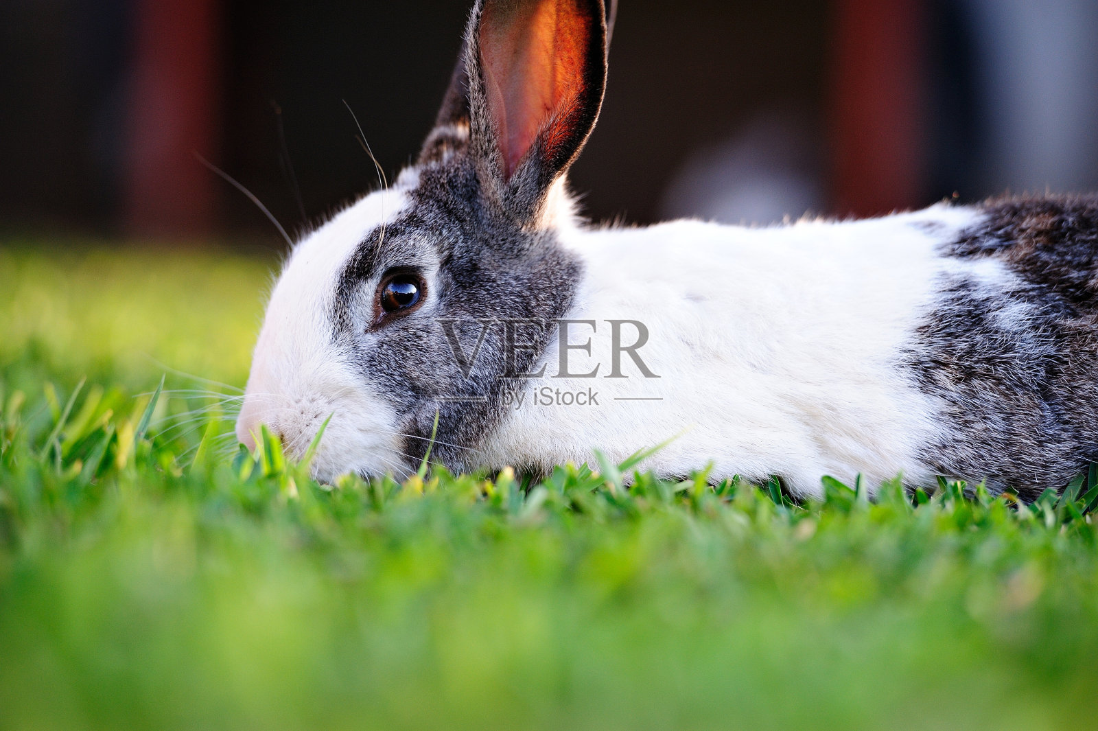 可爱兔子的特写照片摄影图片