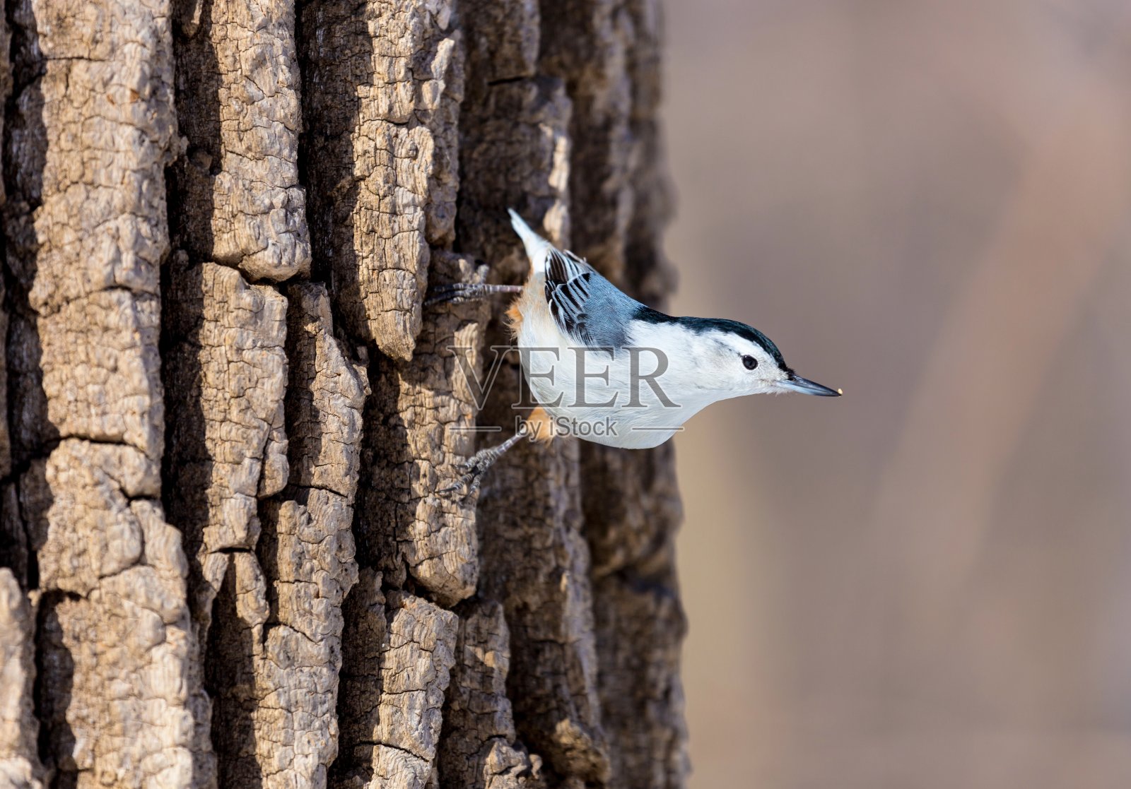 白色襟五子雀。照片摄影图片