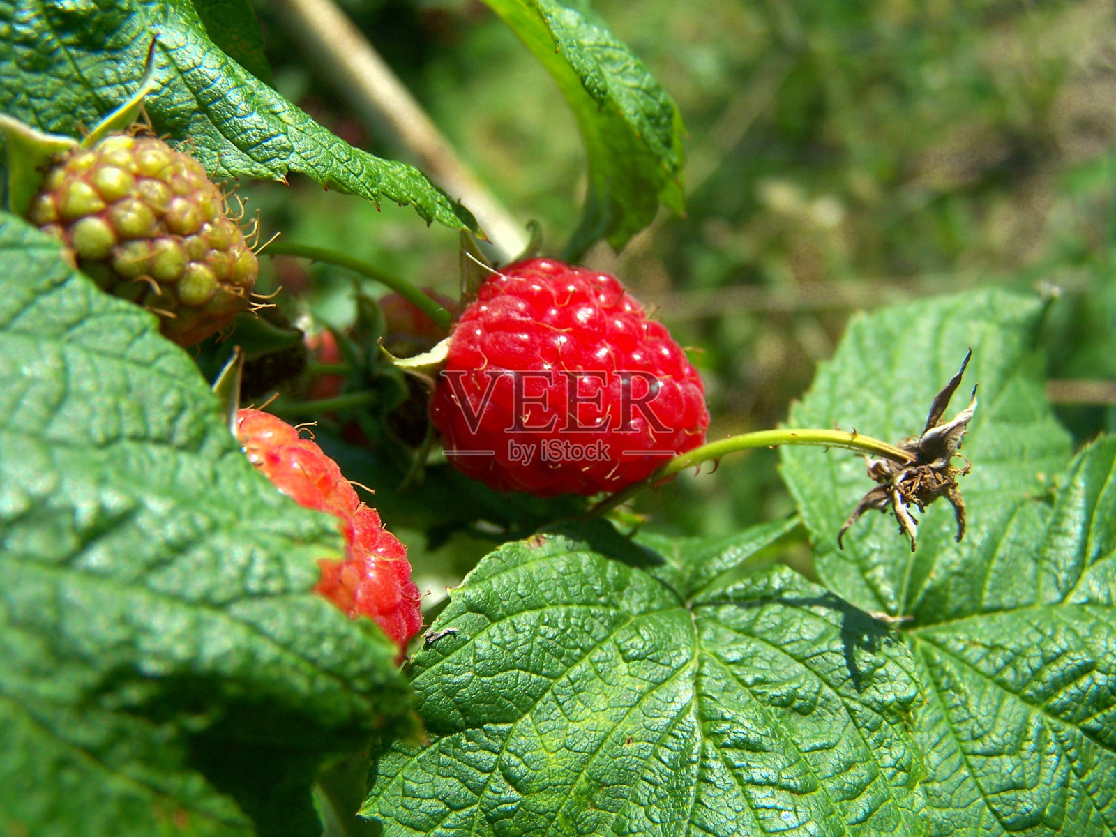 红色的树莓果实照片摄影图片