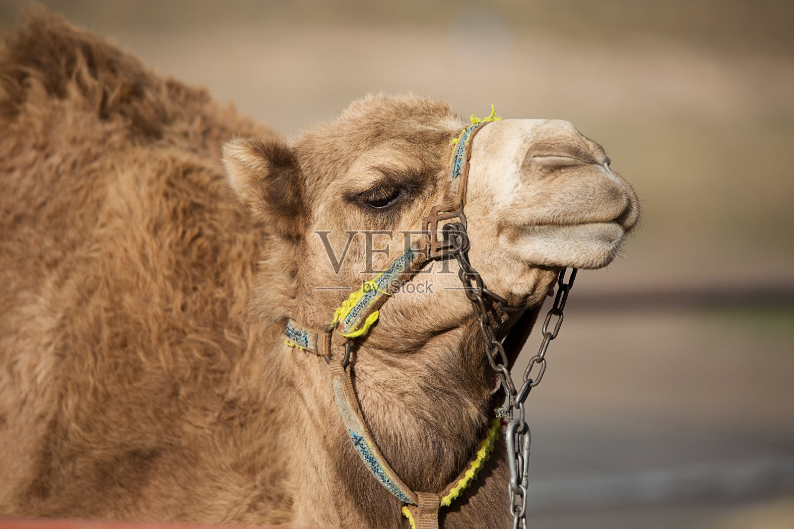 脸上有链子的骆驼照片摄影图片