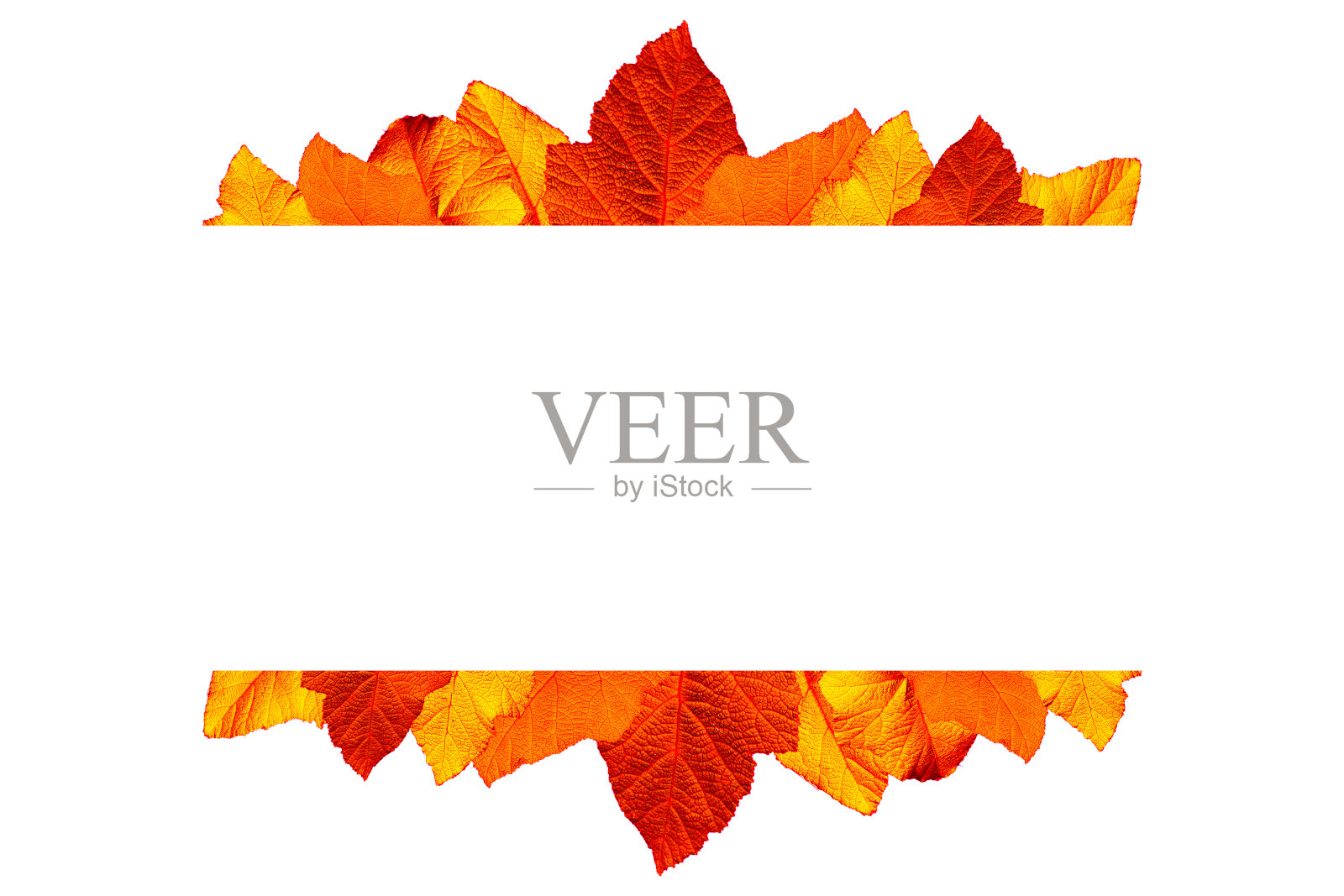 叶子孤立在白色背景上照片摄影图片