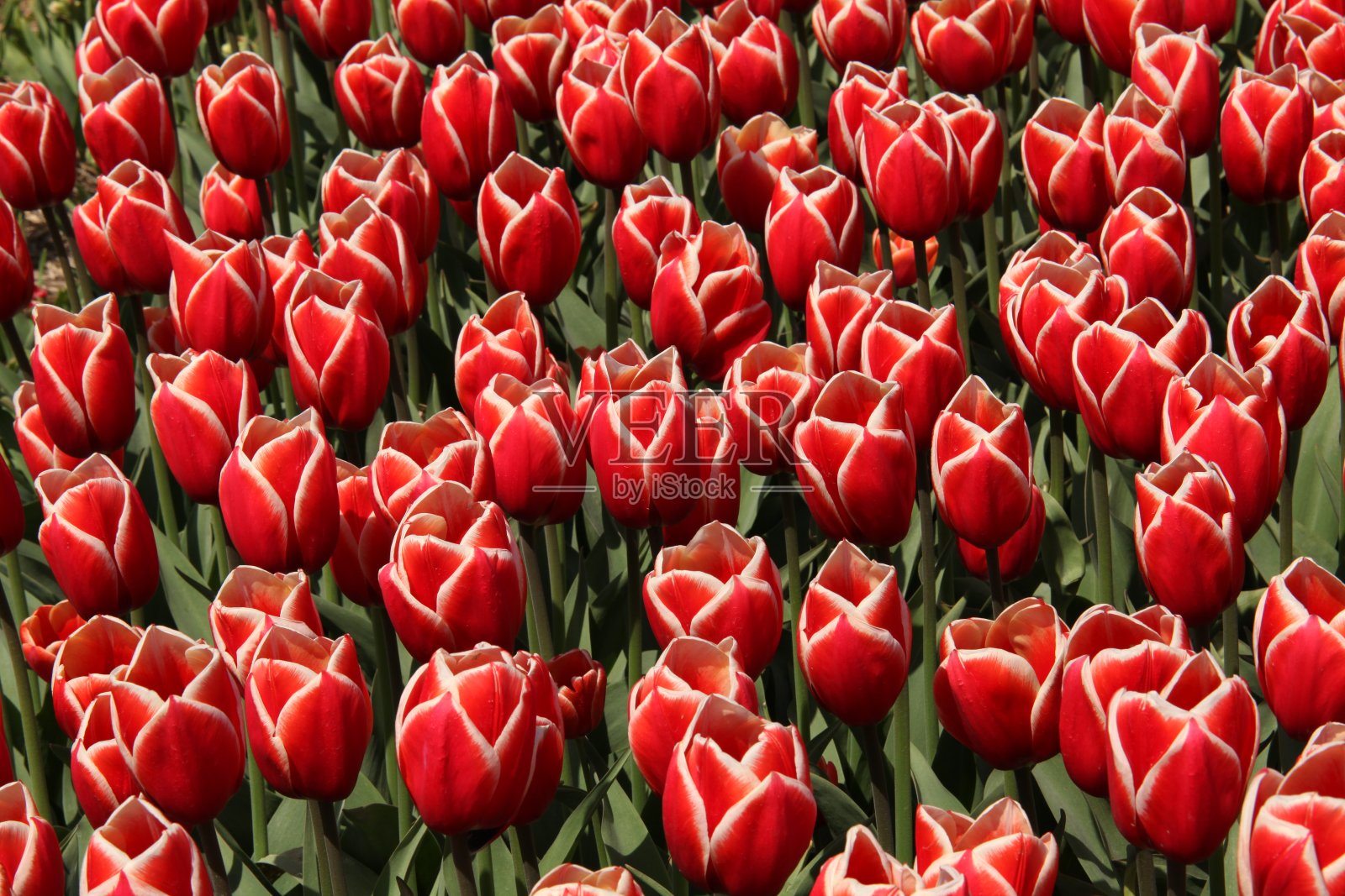 郁金香照片摄影图片