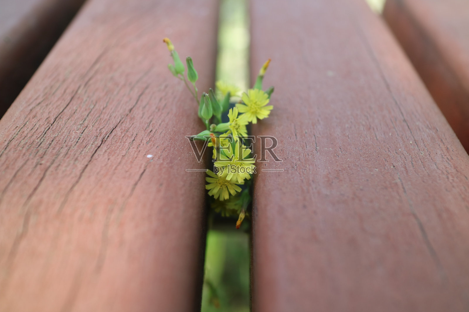 花照片摄影图片