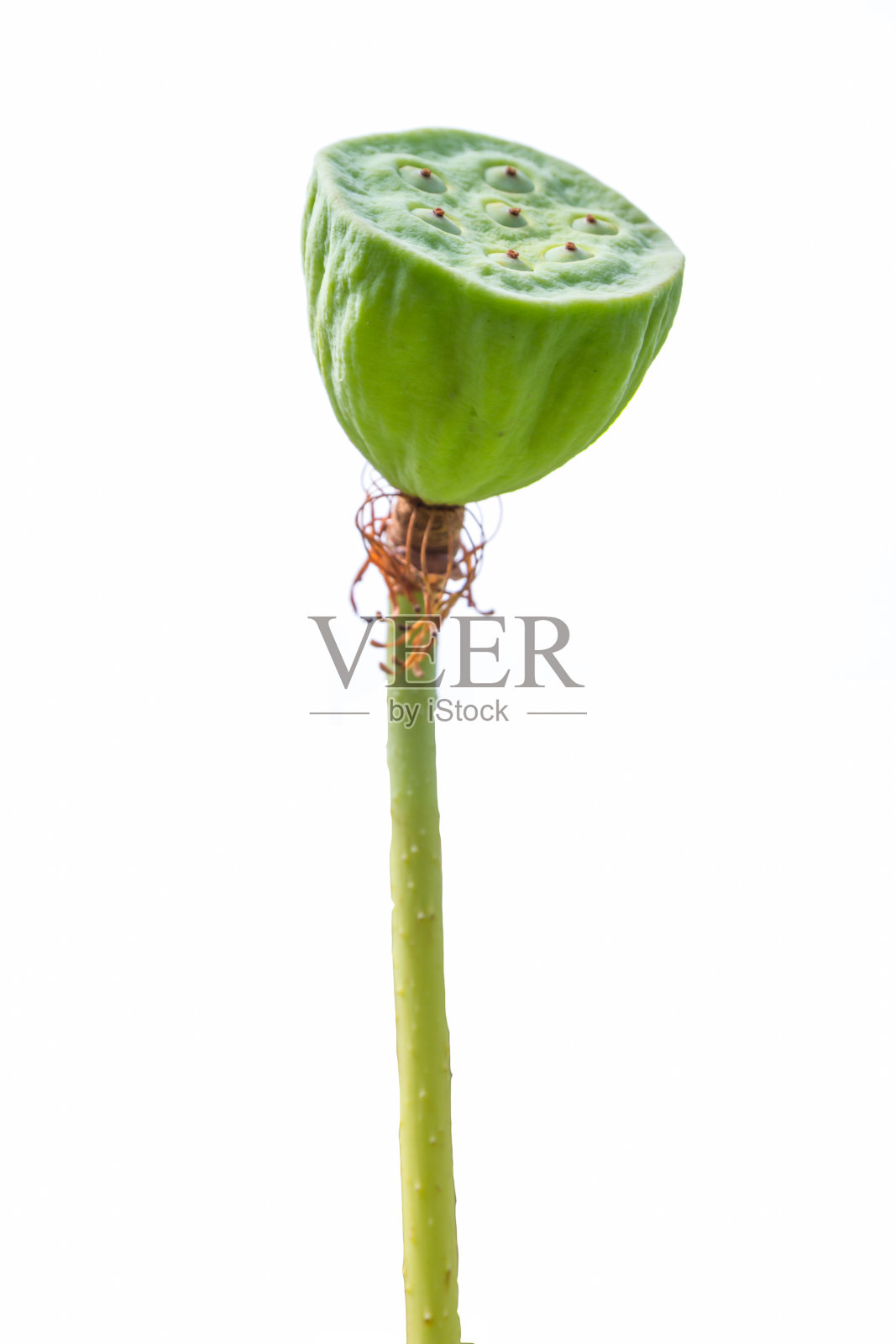 花萼莲花照片摄影图片