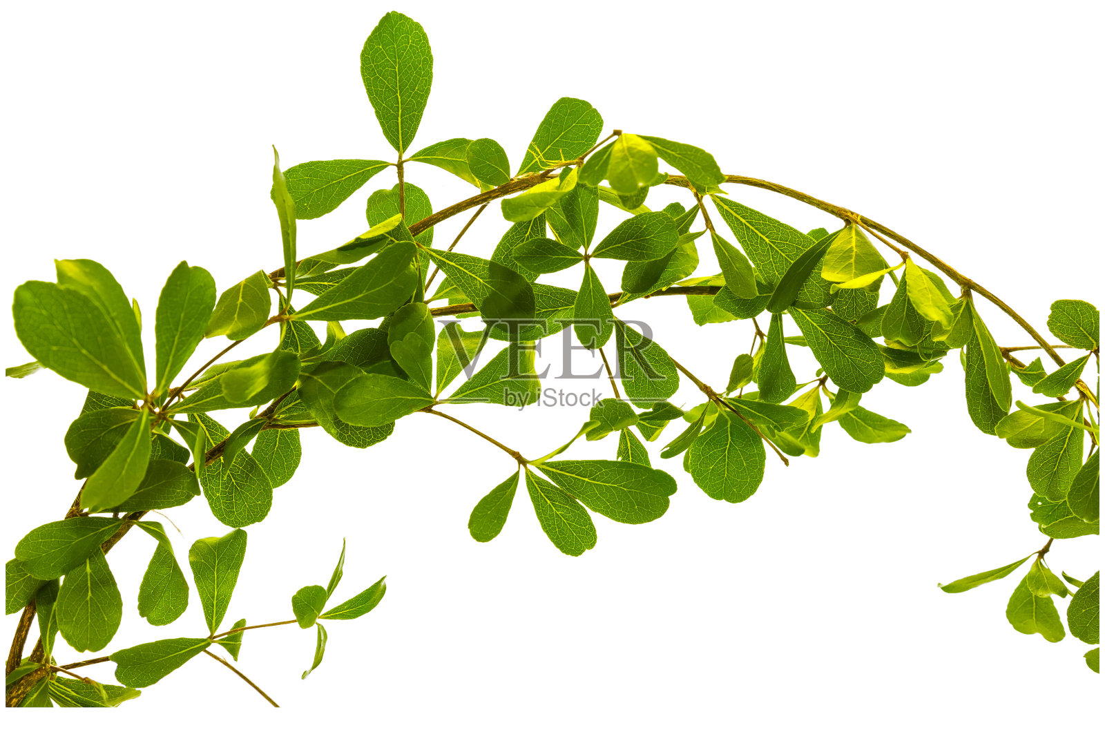 枝条孤立的叶照片摄影图片