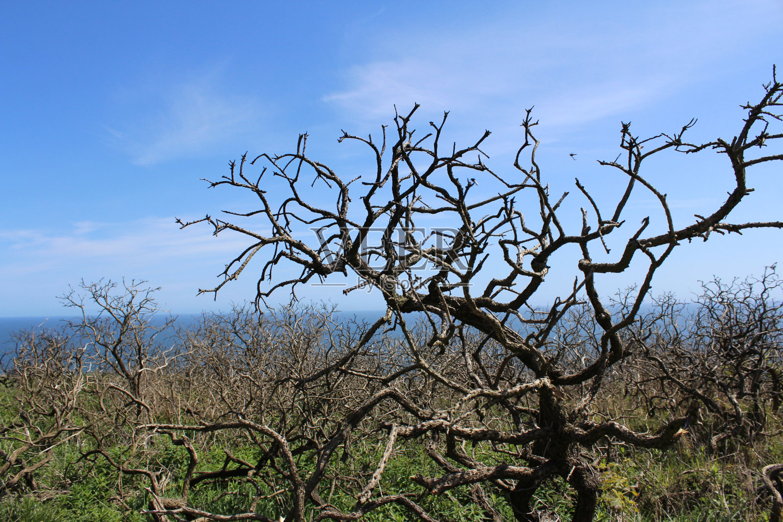 树照片摄影图片