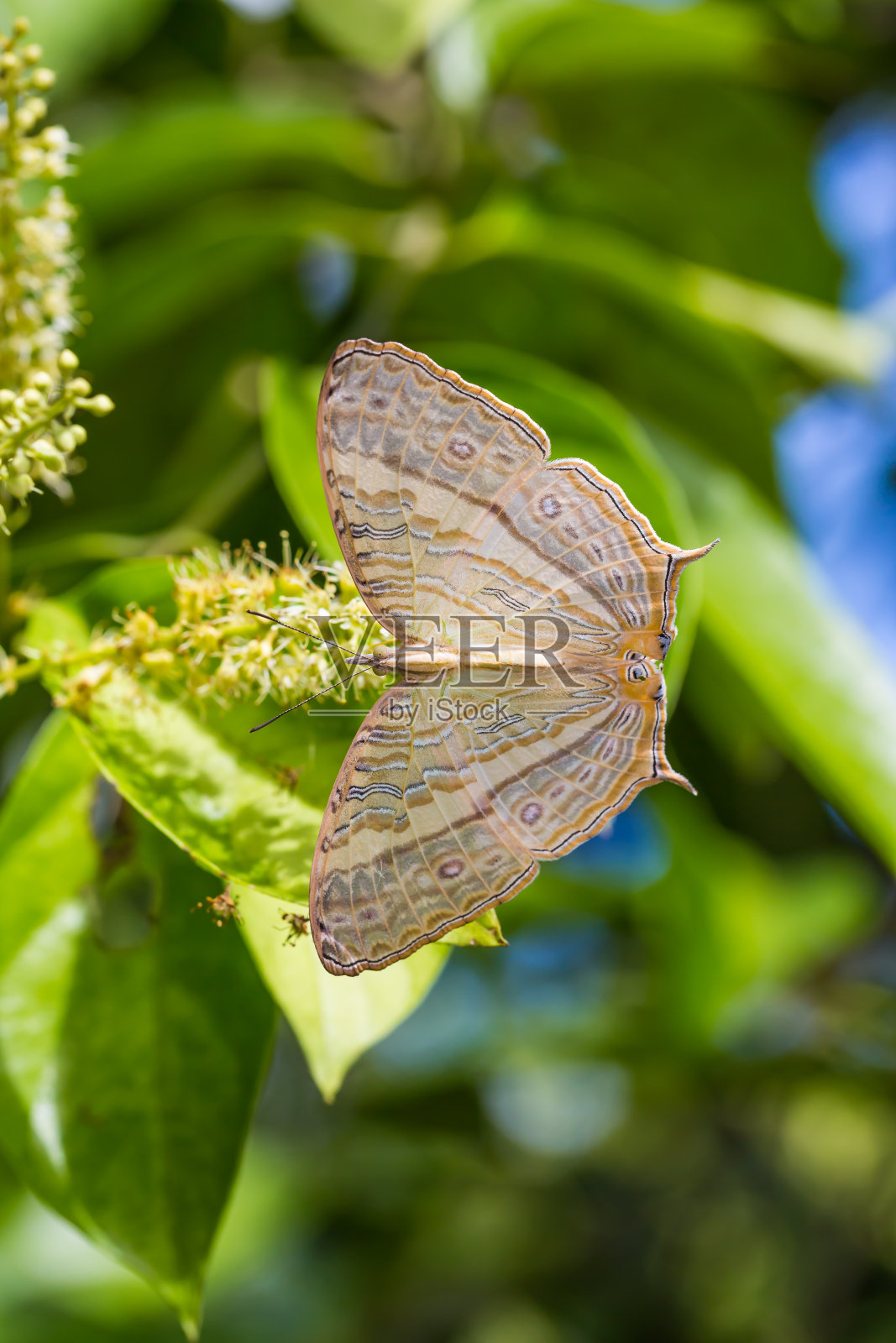 大理石的地图蝴蝶照片摄影图片