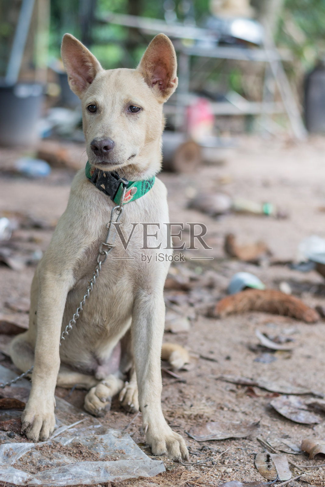 泰国狗照片摄影图片