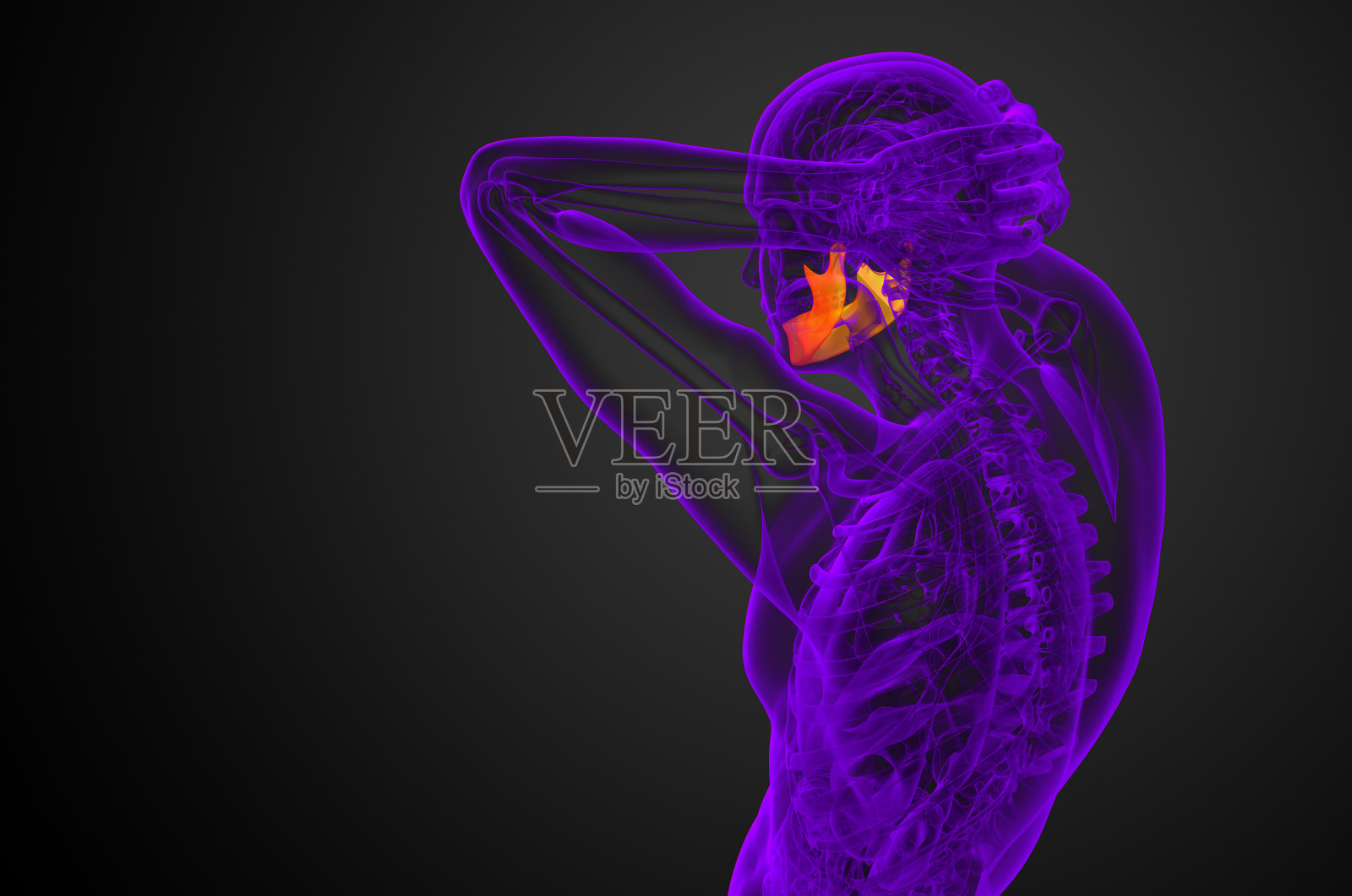 3d渲染插图-颌骨照片摄影图片