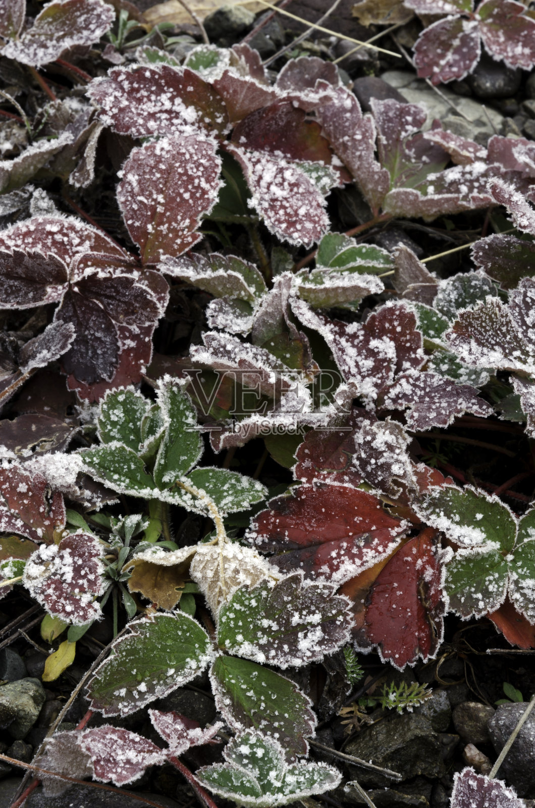 冬霜红绿叶照片摄影图片