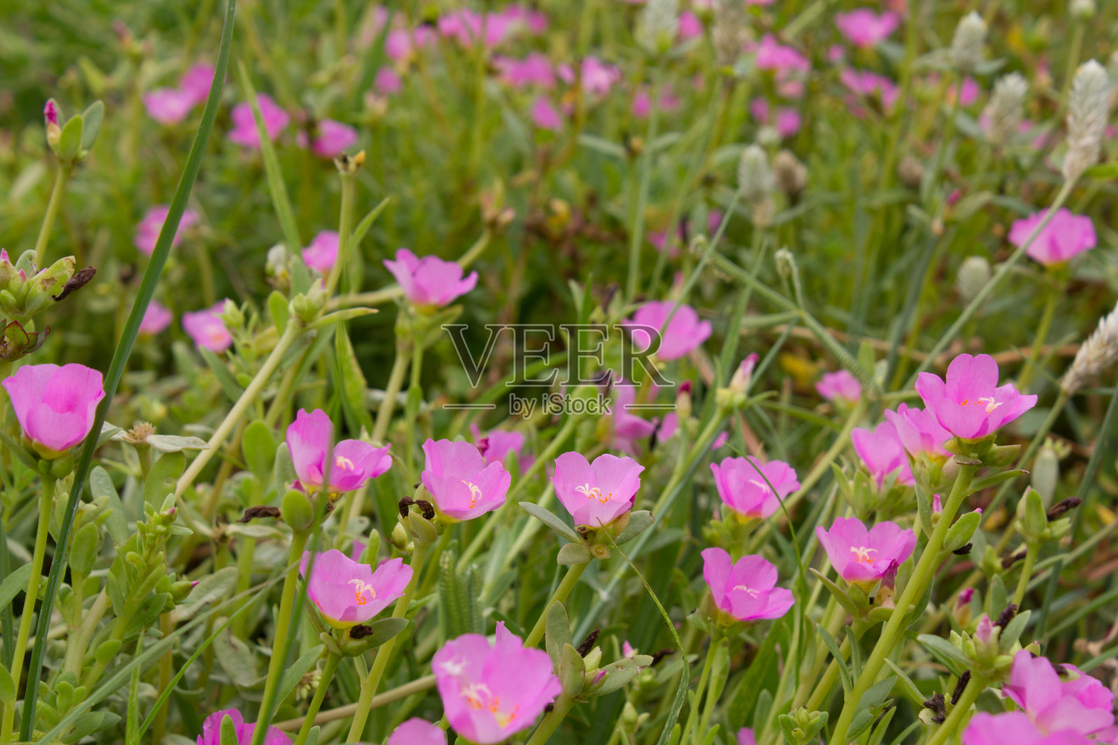 移植格兰迪弗洛拉照片摄影图片