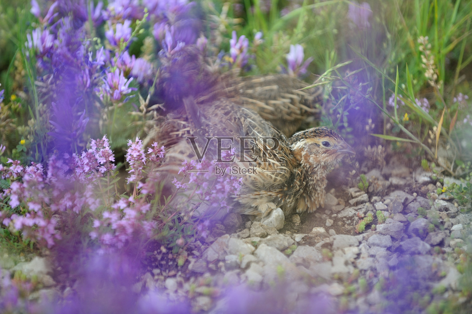 鹌鹑照片摄影图片