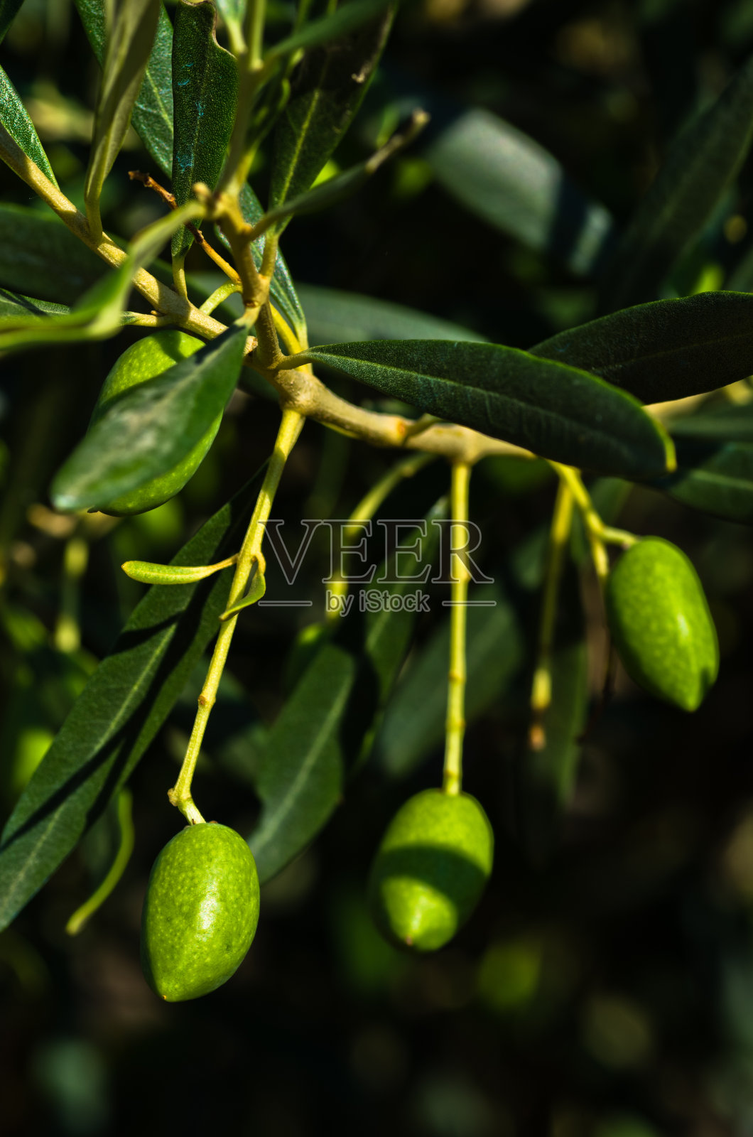 西托尼亚橄榄枝上的绿橄榄照片摄影图片