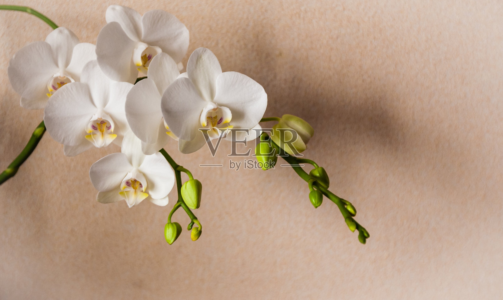 白色的兰花照片摄影图片