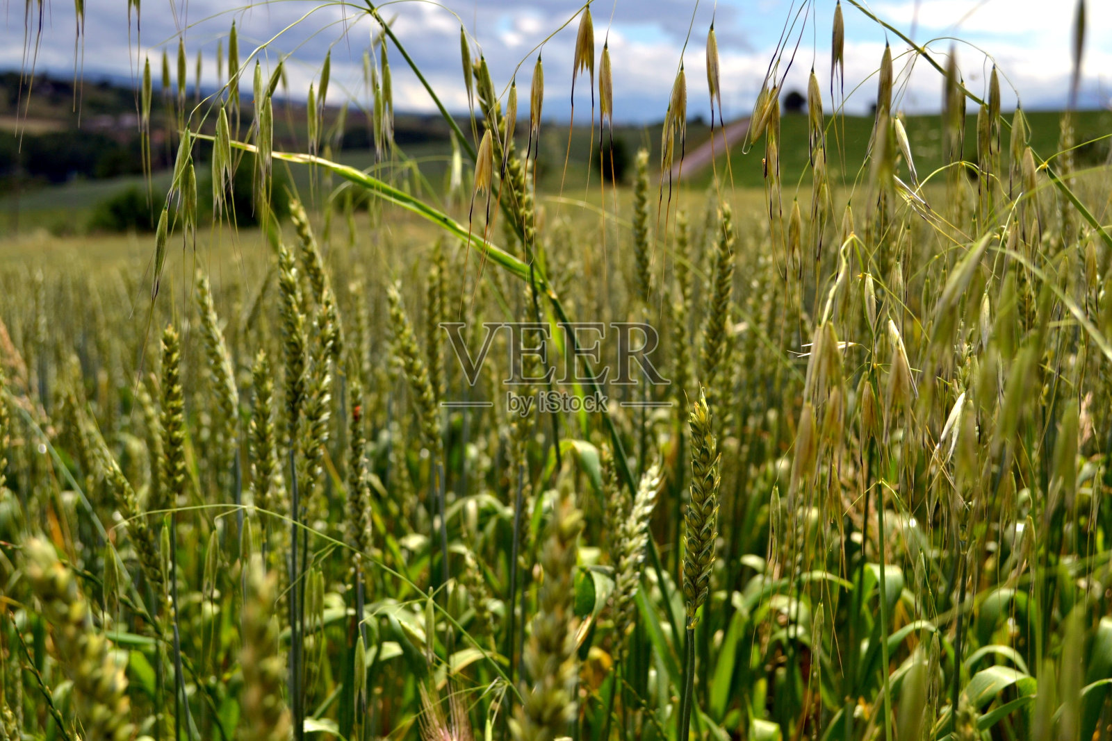 意大利南部的Campo di grano照片摄影图片