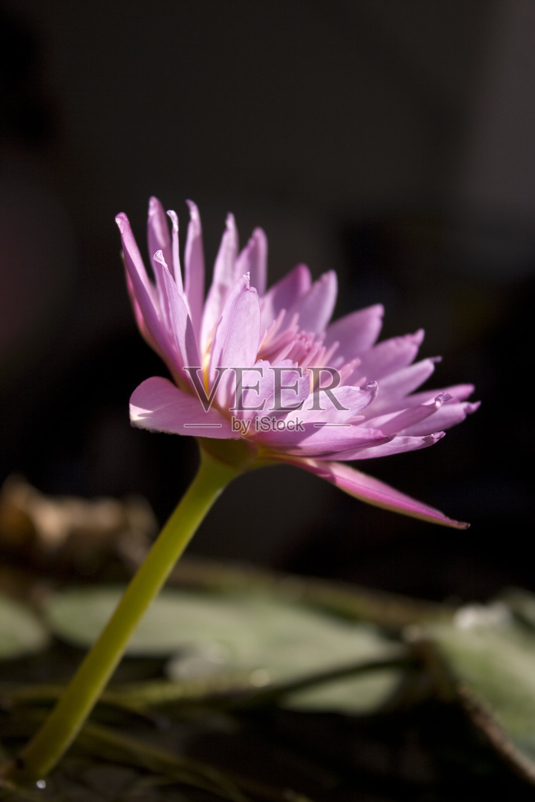 粉红色的荷花照片摄影图片