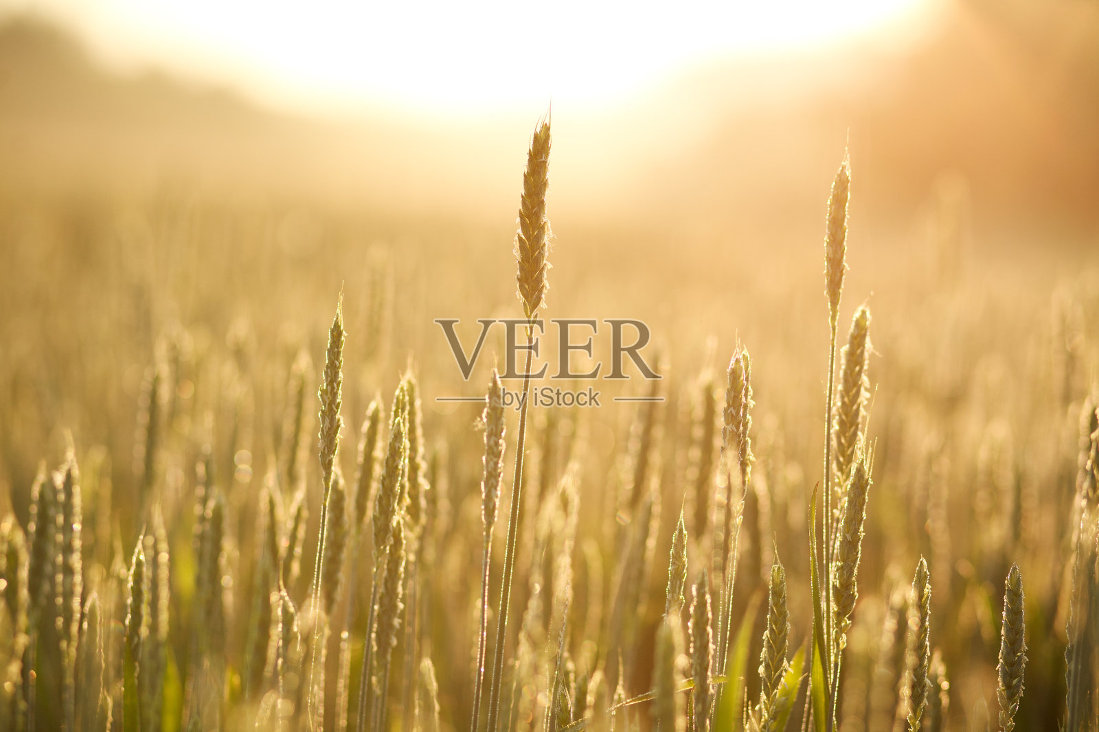 小麦近距离生长在晨露的日出背景照片摄影图片