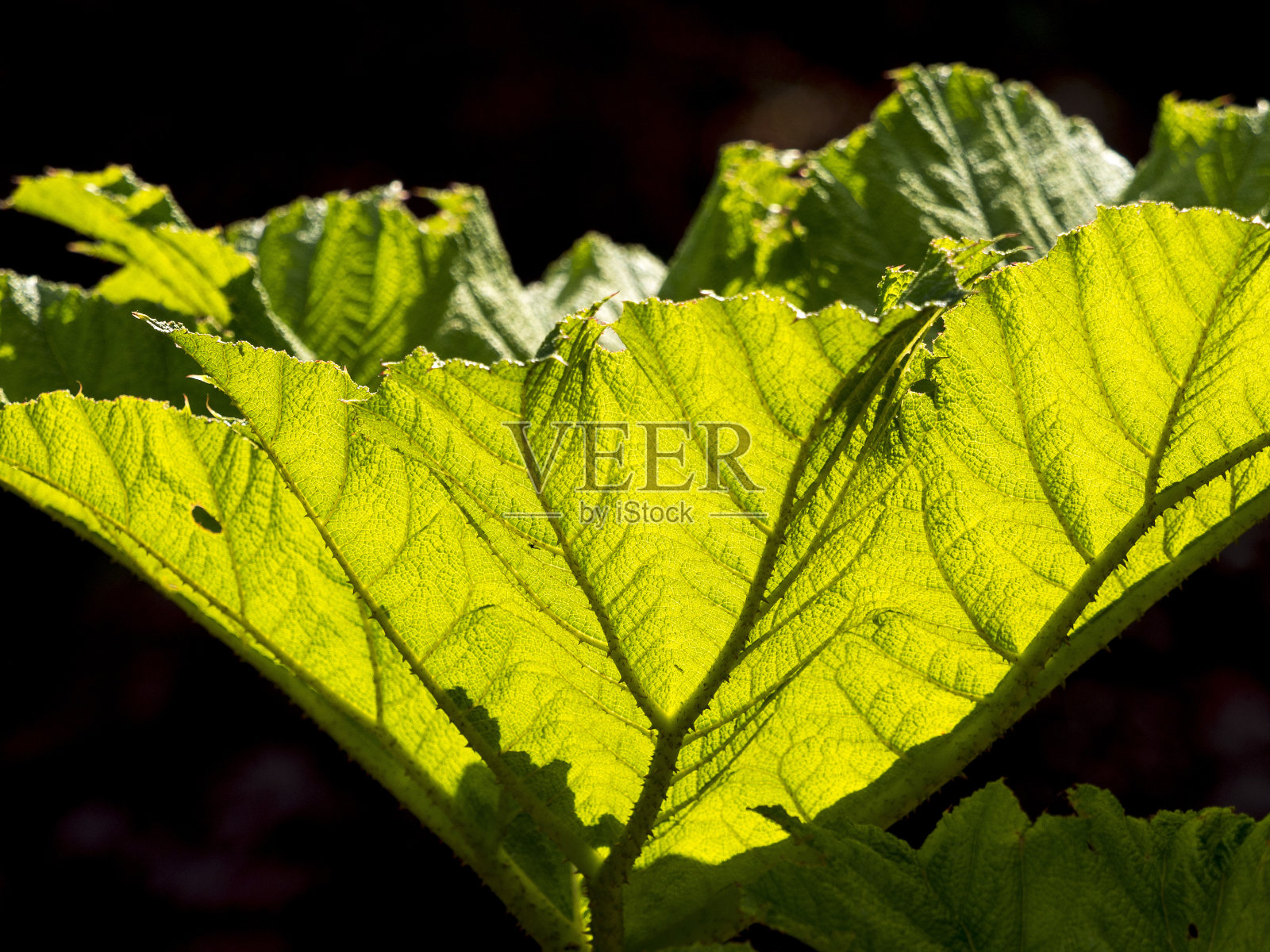 英国德比郡花园中半透明的绿色叶子。照片摄影图片
