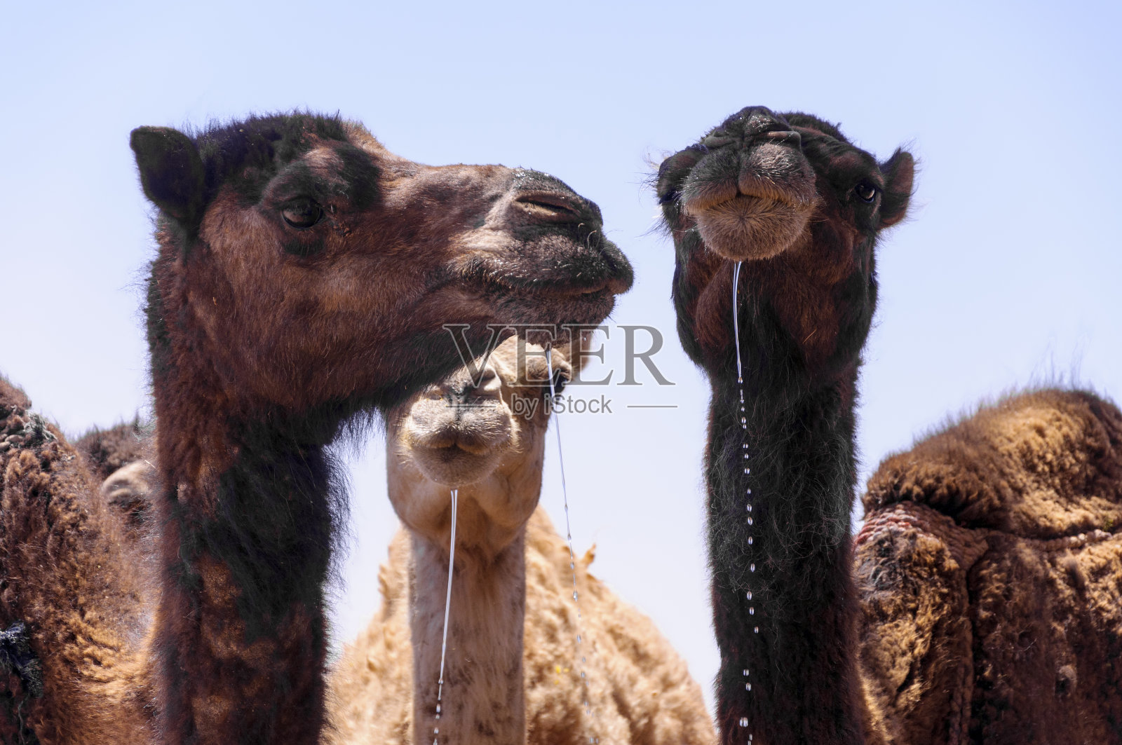 摩洛哥,Hamada du Draa, dromedaries照片摄影图片