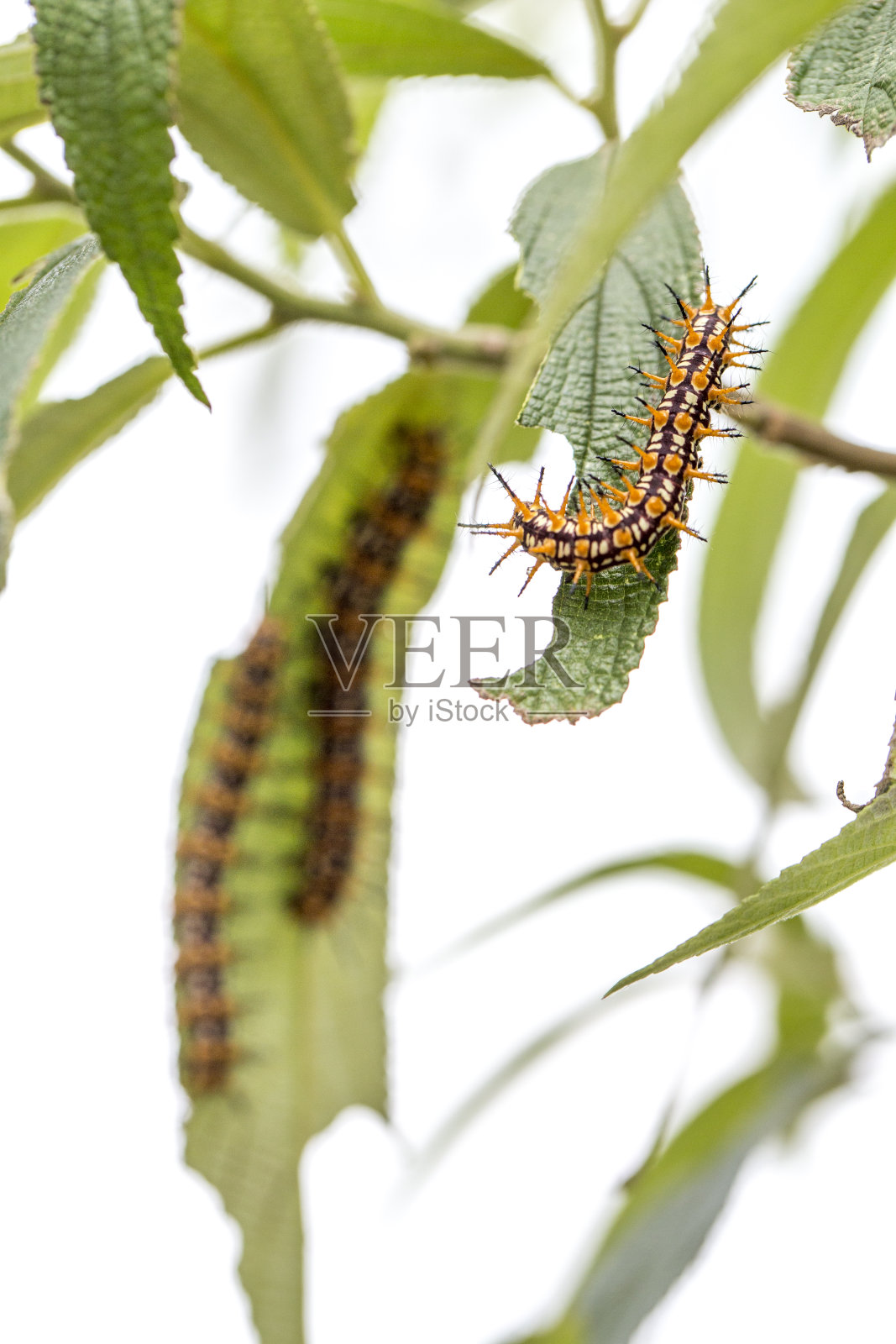 绿叶上的一群毛毛虫照片摄影图片