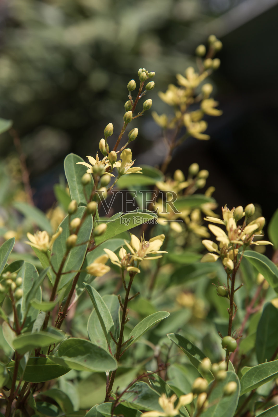 黄色的花照片摄影图片
