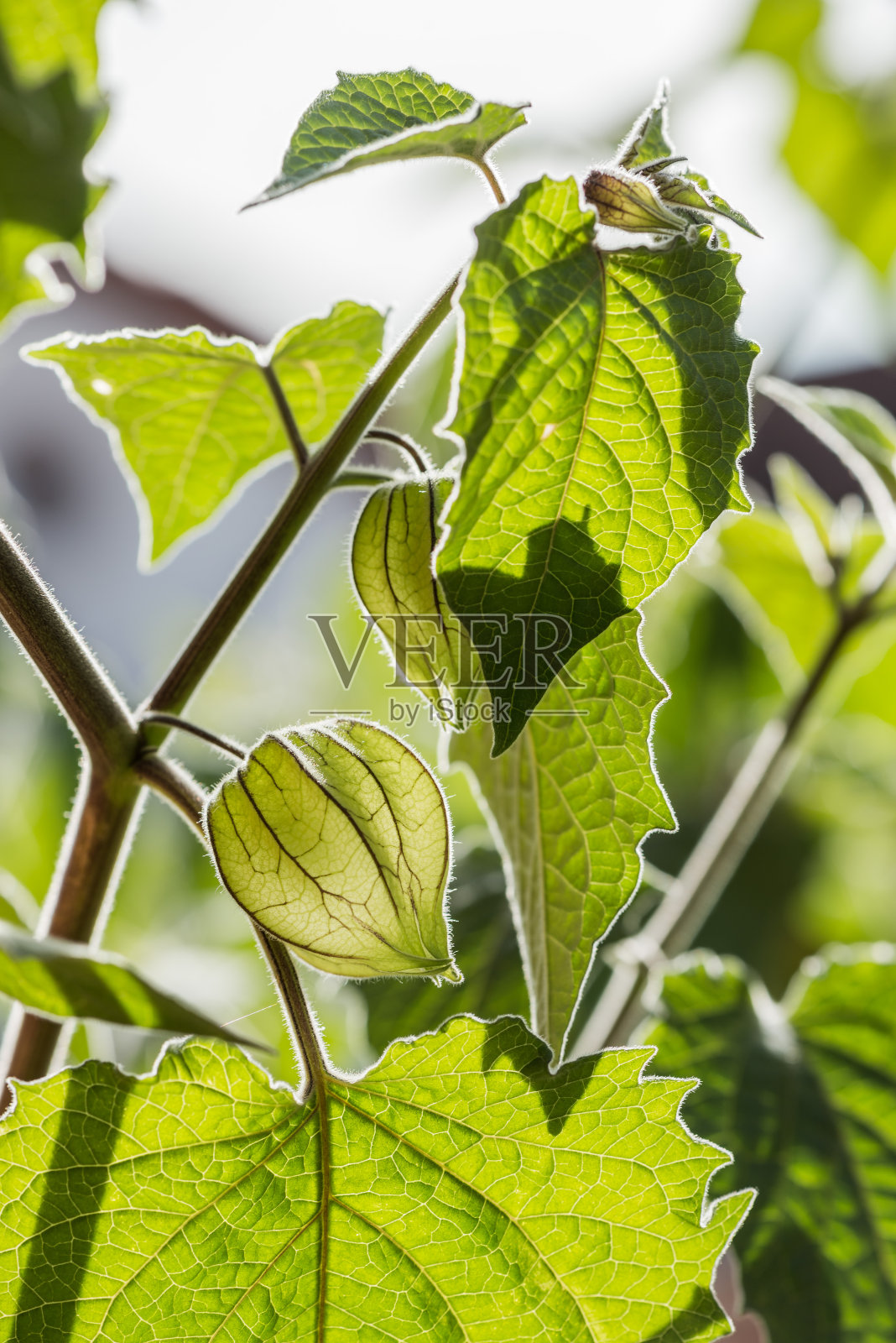 酸浆属照片摄影图片