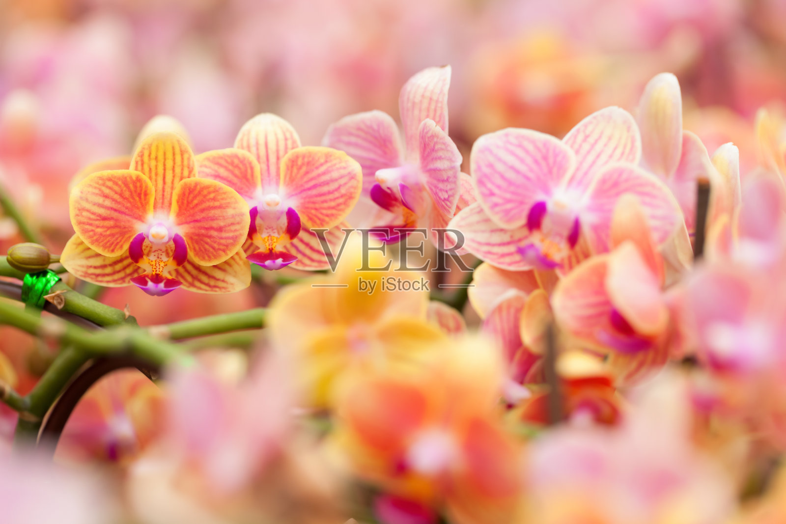 兰花照片摄影图片