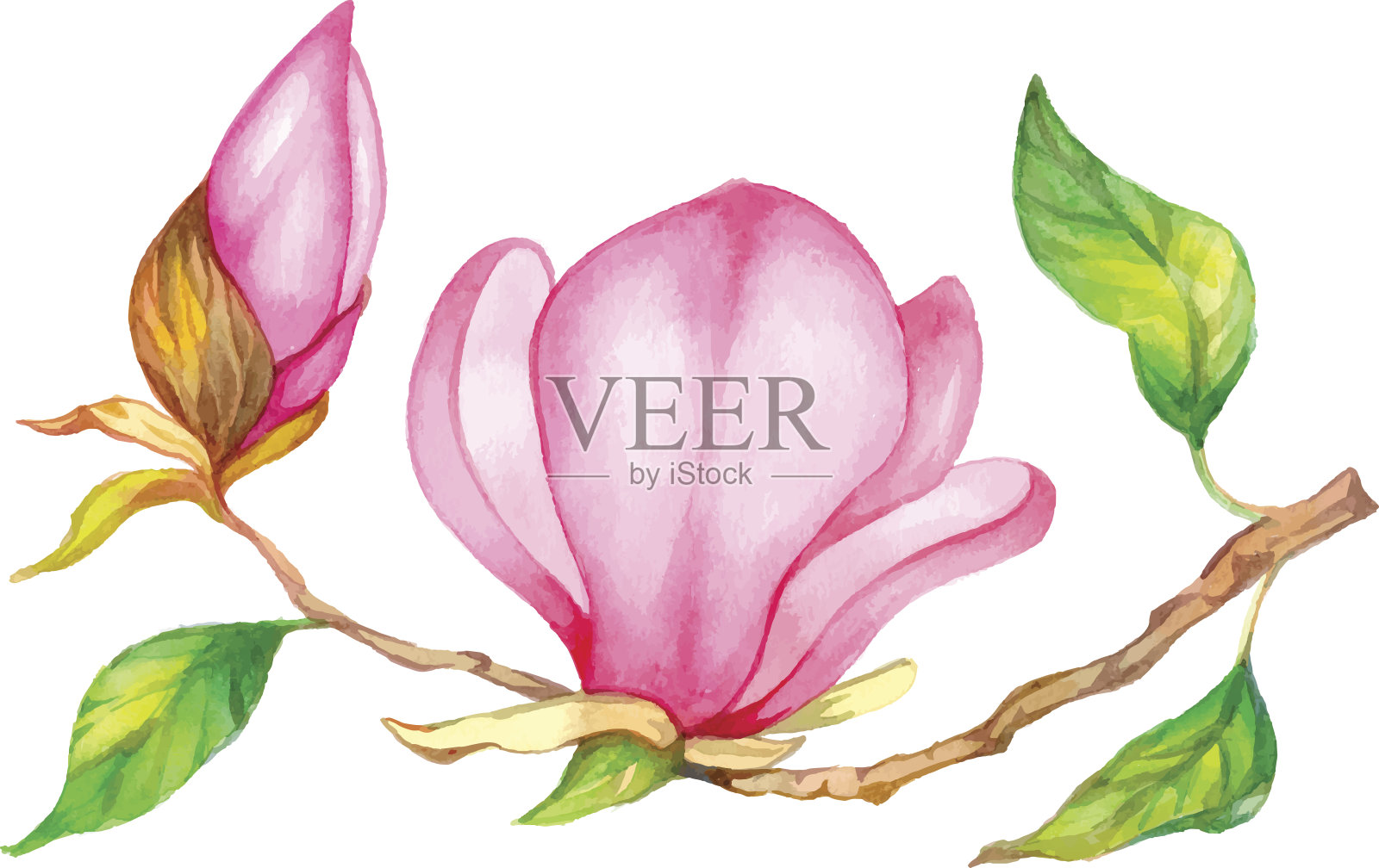 水彩木兰。插画图片素材