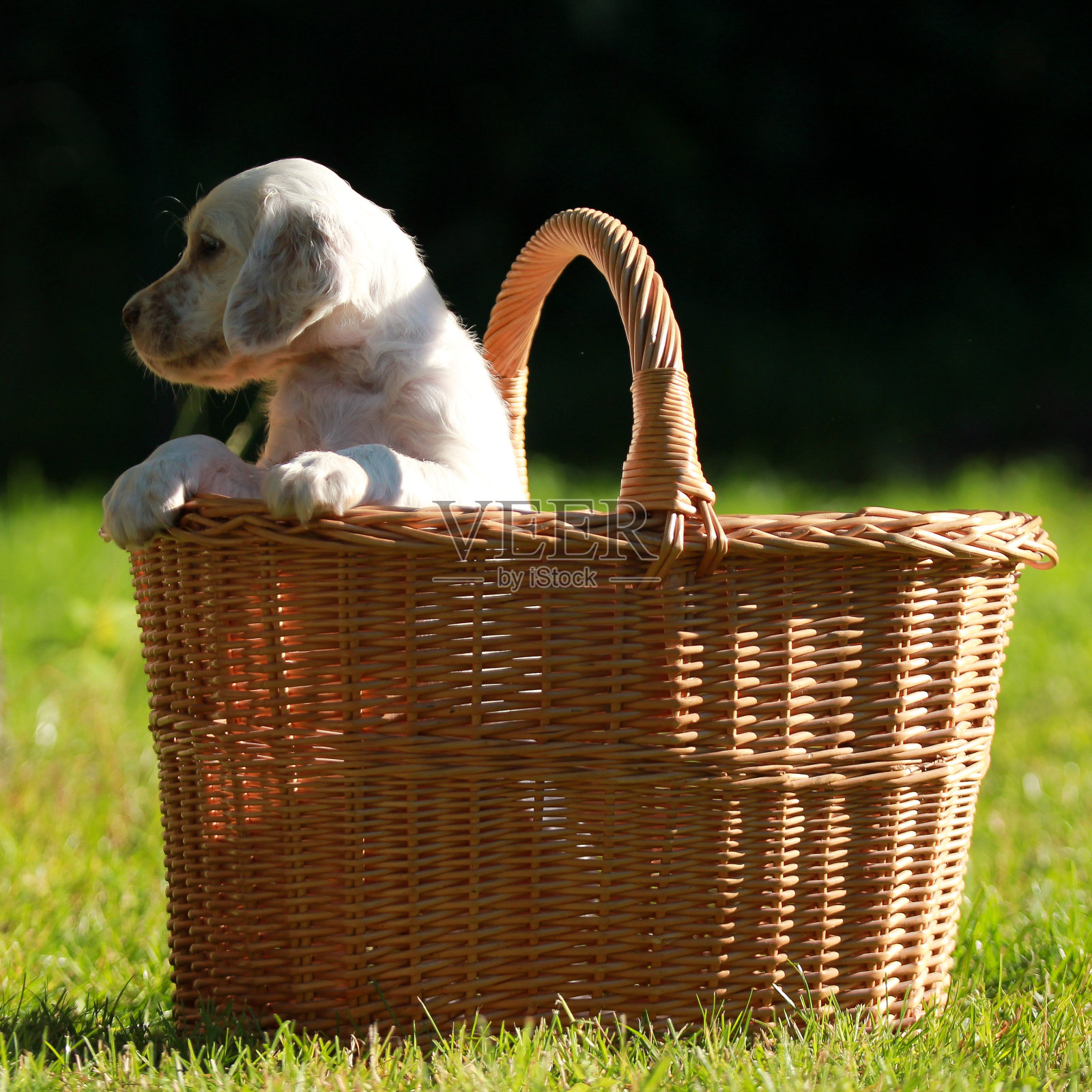 英语Setter的小狗照片摄影图片