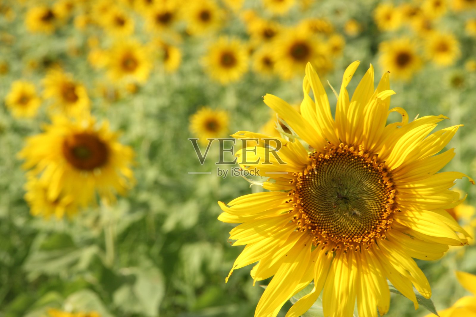 向日葵花园照片摄影图片