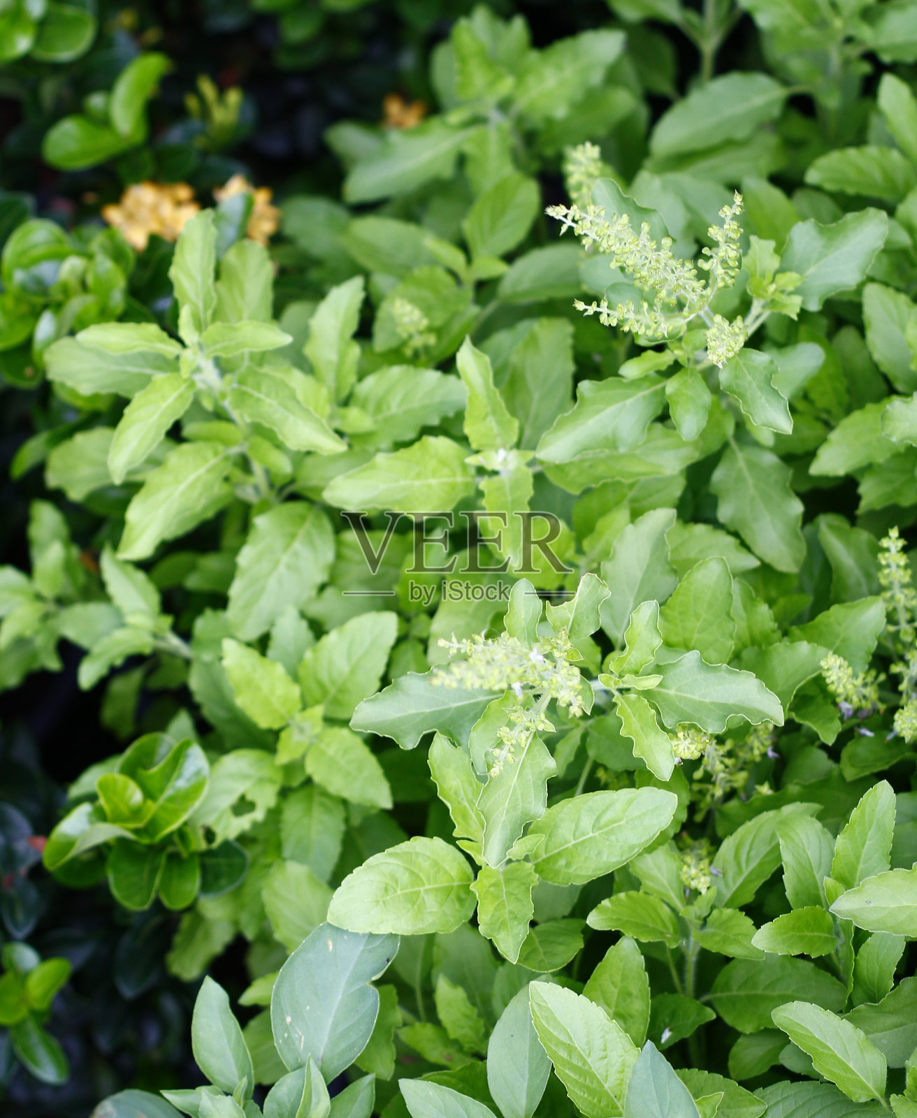 罗勒属圣所照片摄影图片