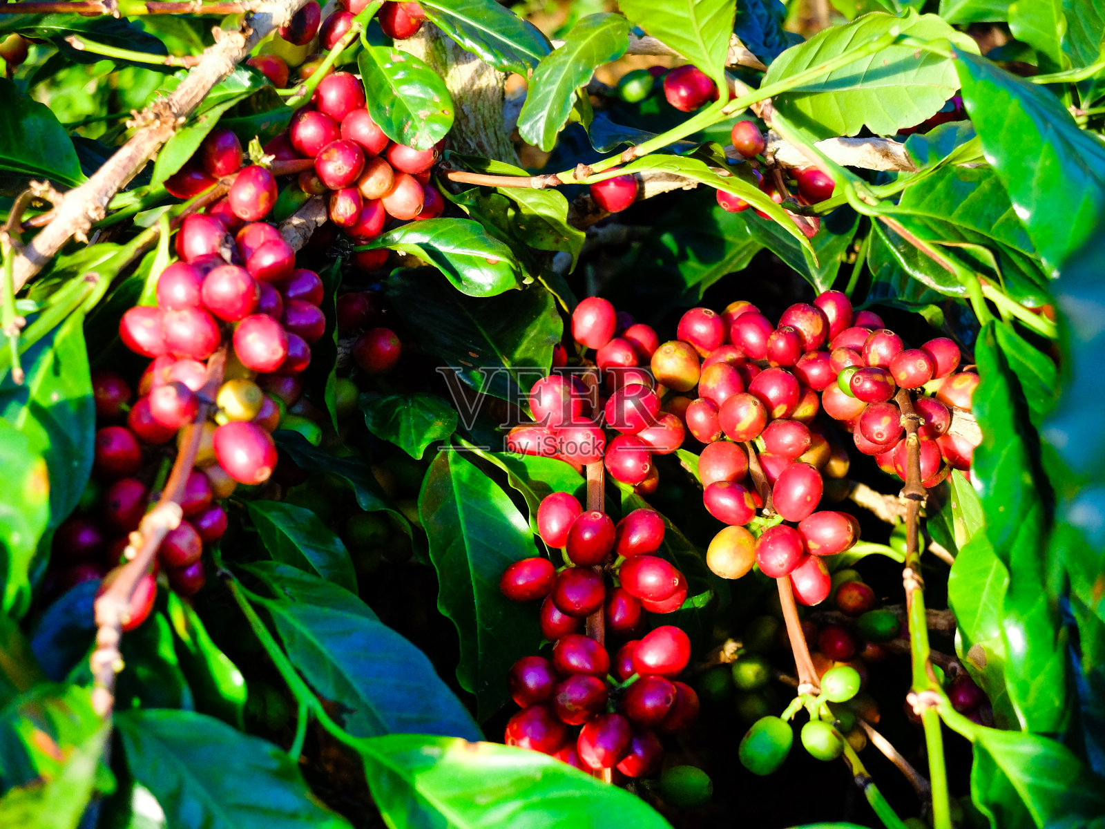 阳光下的咖啡豆在树上成熟。照片摄影图片