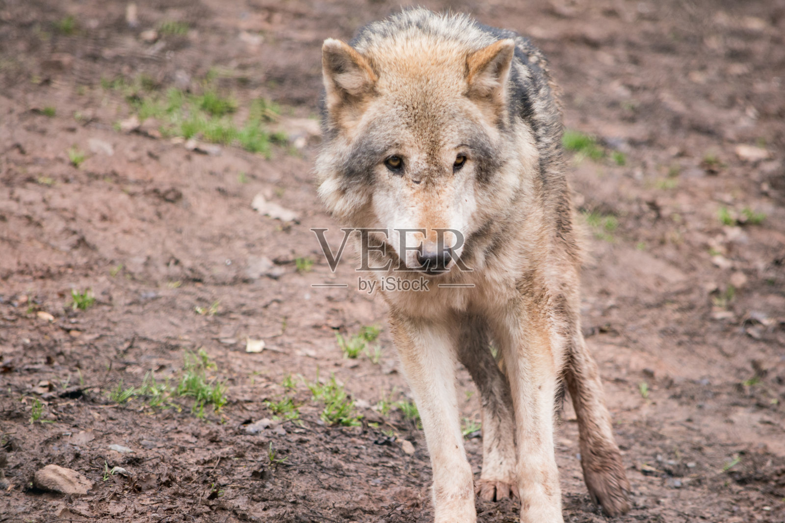 灰太狼的肖像照片摄影图片