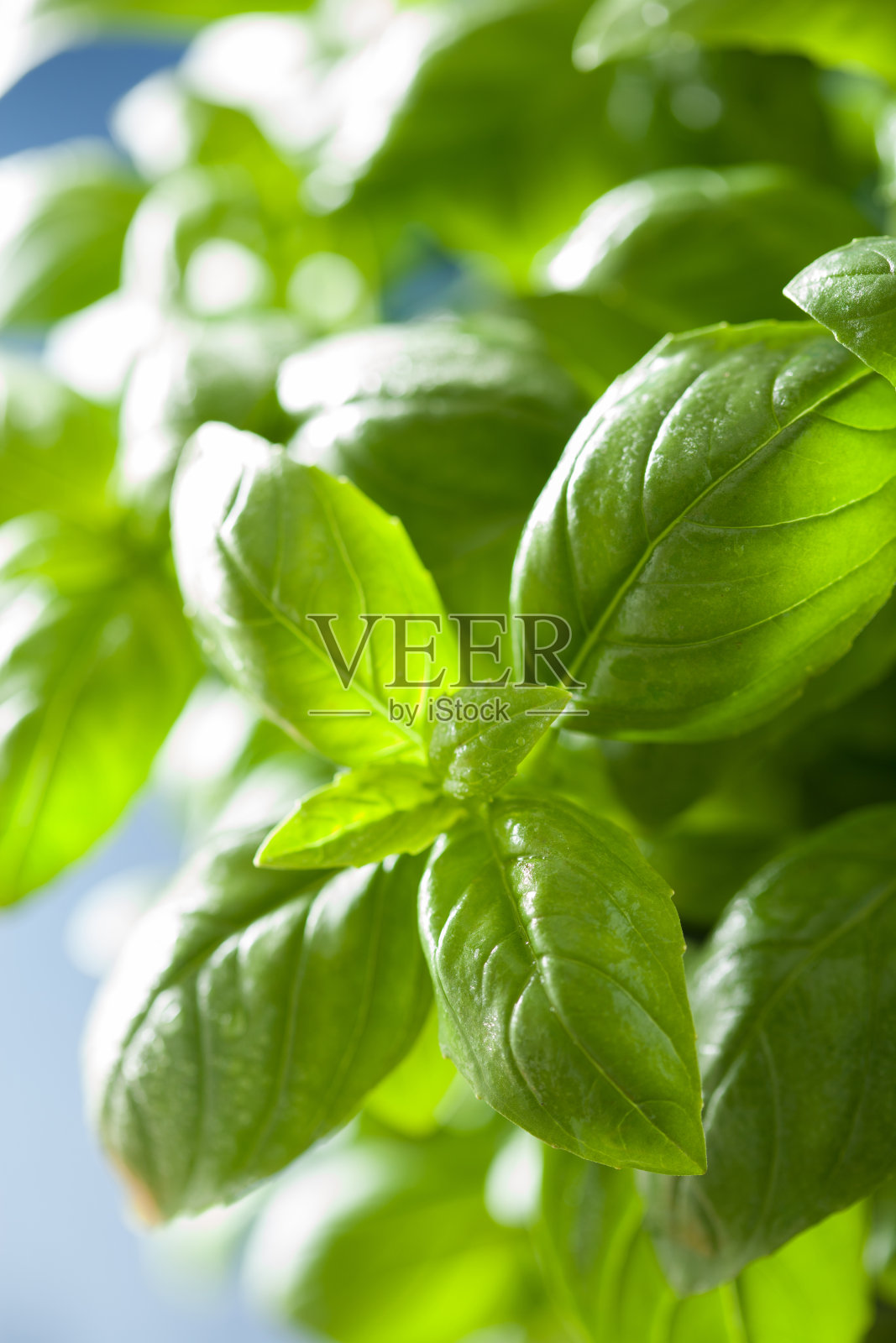 新鲜罗勒叶湿香草背景照片摄影图片