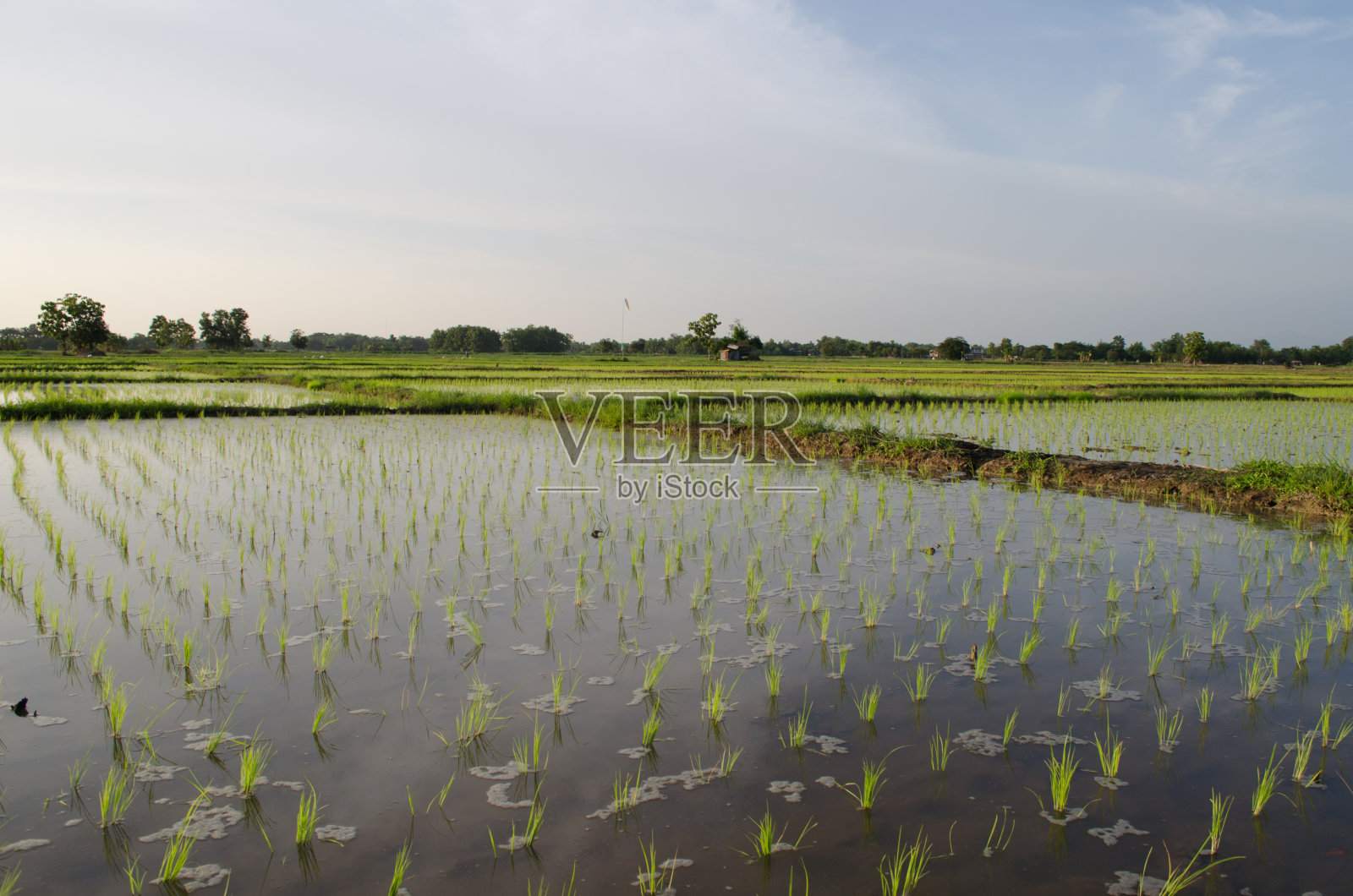 亚洲的稻田照片摄影图片