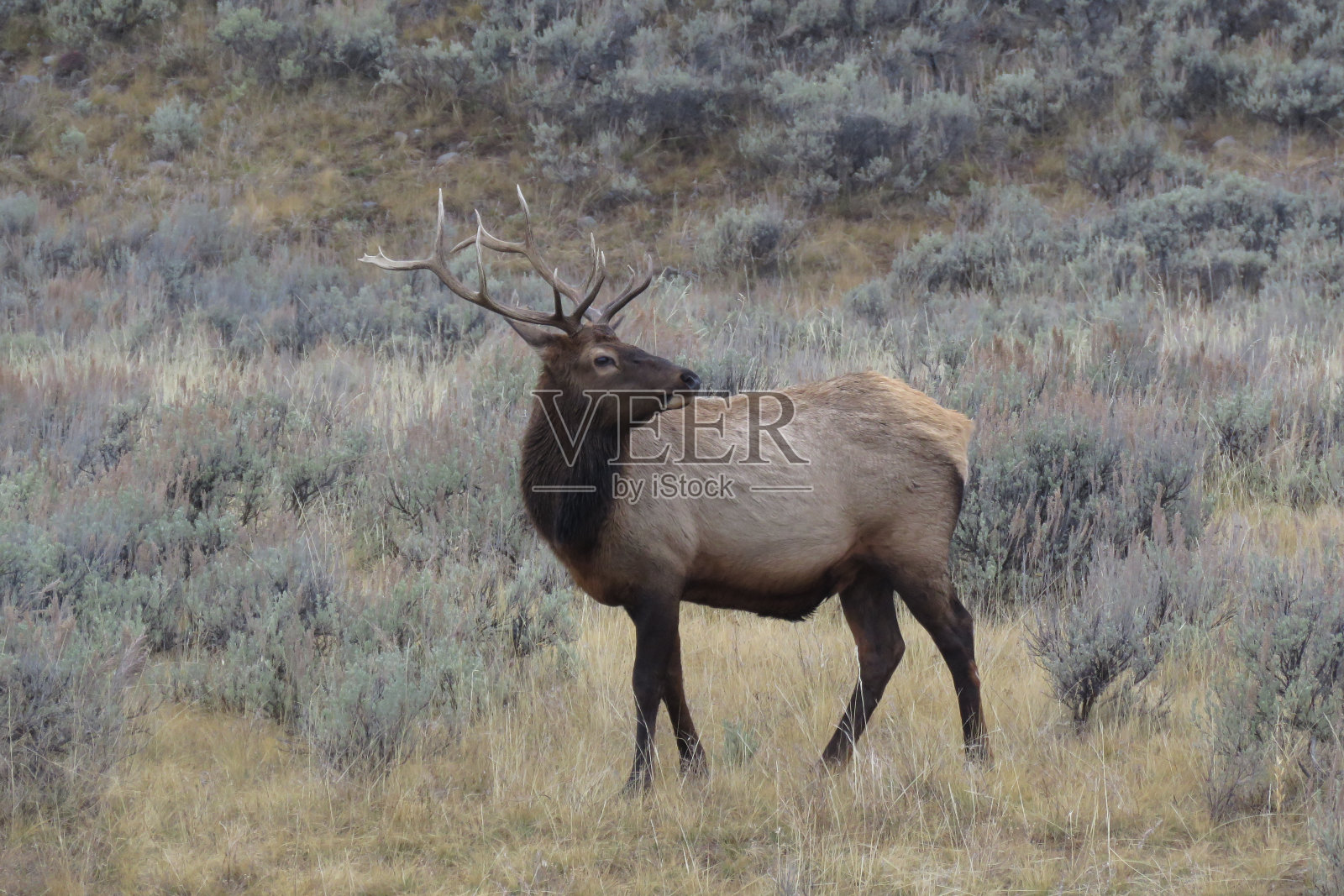 公牛每个照片摄影图片