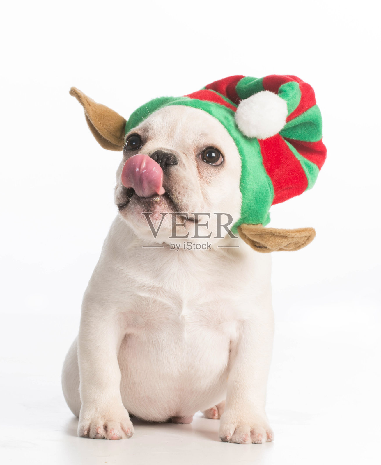 圣诞节的小狗照片摄影图片