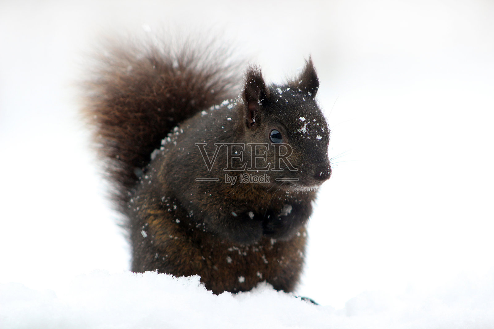 松鼠在雪地照片摄影图片