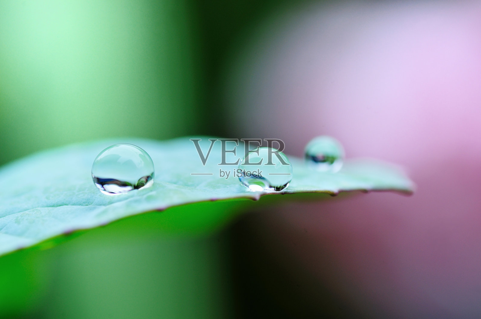 叶子上的一滴水照片摄影图片