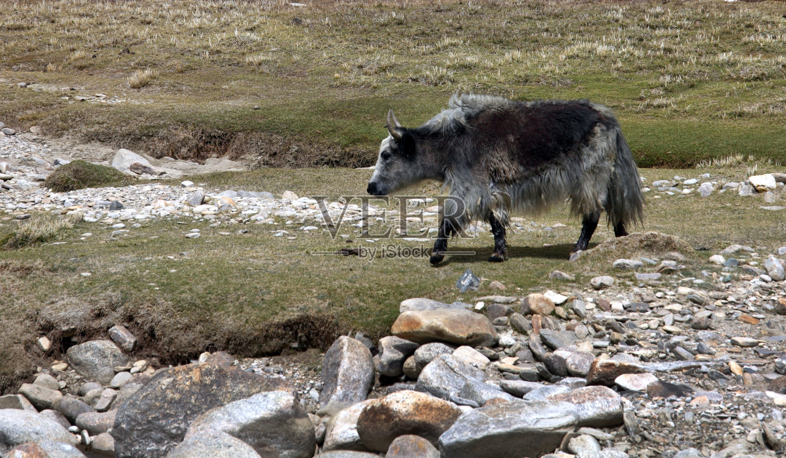 牦牛照片摄影图片