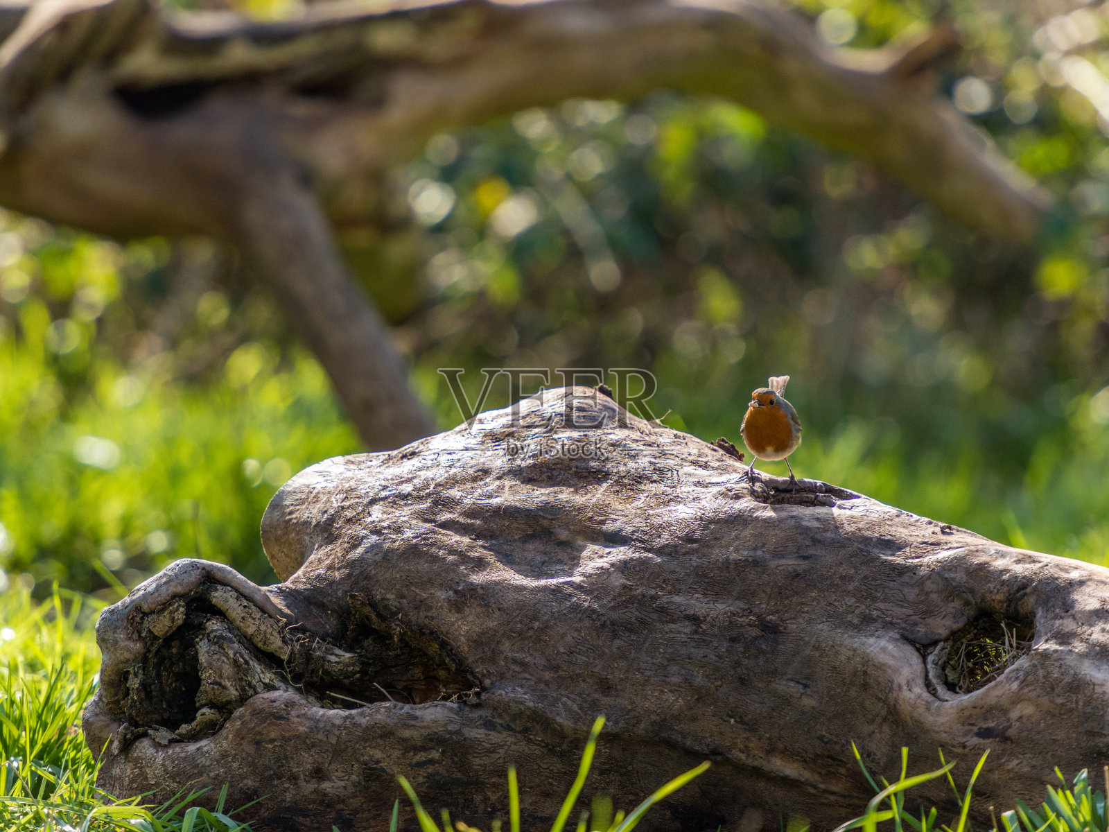 美丽的欧洲知更鸟照片摄影图片