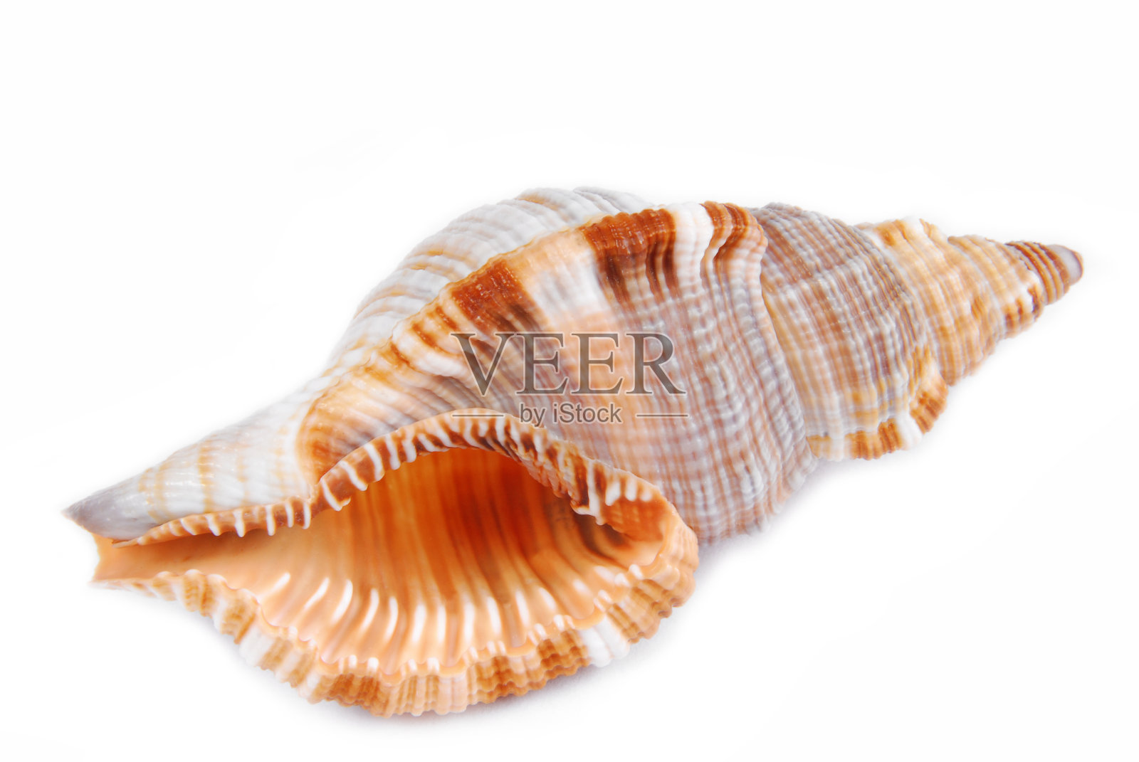 贝壳壳孤立在白色上照片摄影图片