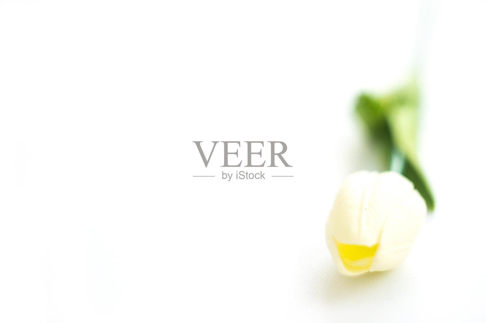 郁金香照片摄影图片