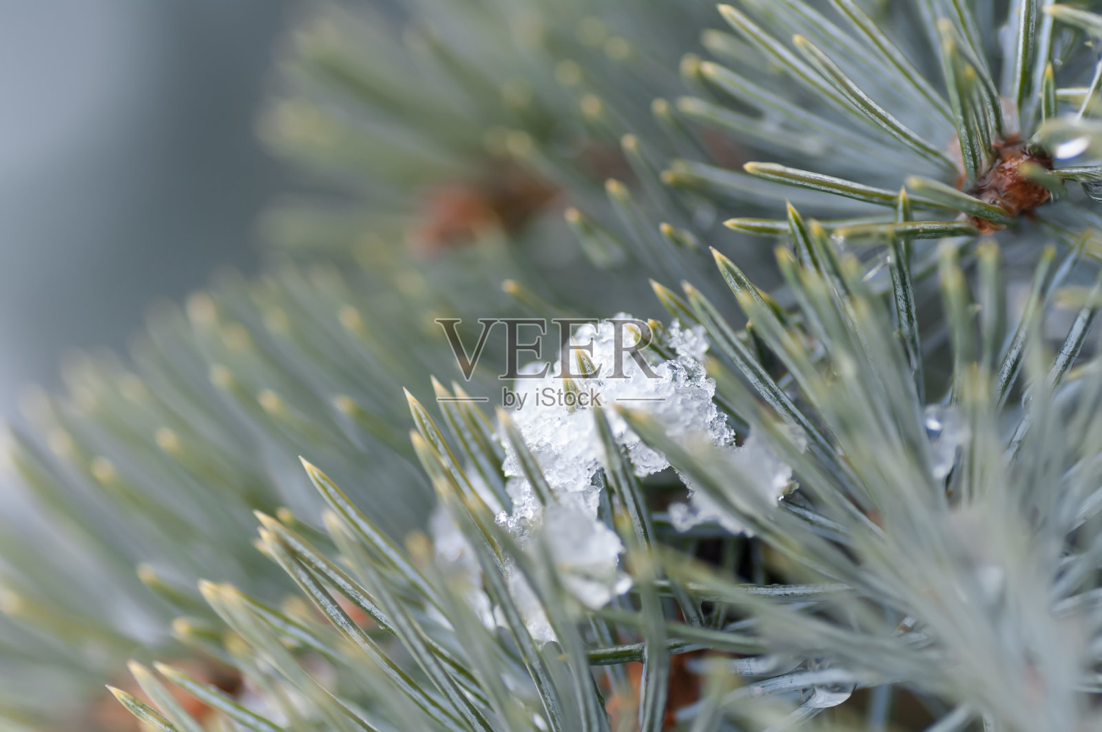 蓝色云杉树枝上的雪照片摄影图片