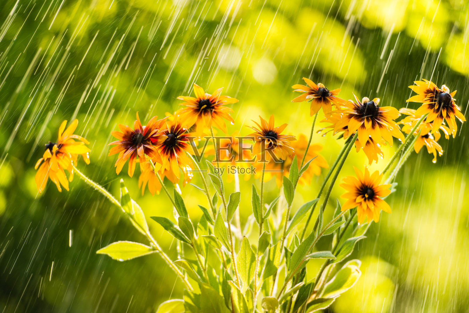 夏雨和紫锥花照片摄影图片