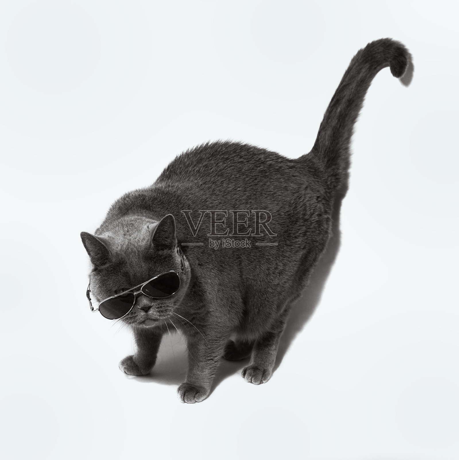 戴墨镜的英国短毛灰猫照片摄影图片