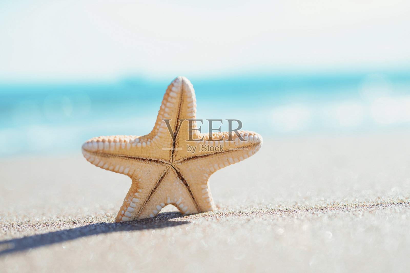 海边的一只海星。夏季概念与复制空间。照片摄影图片