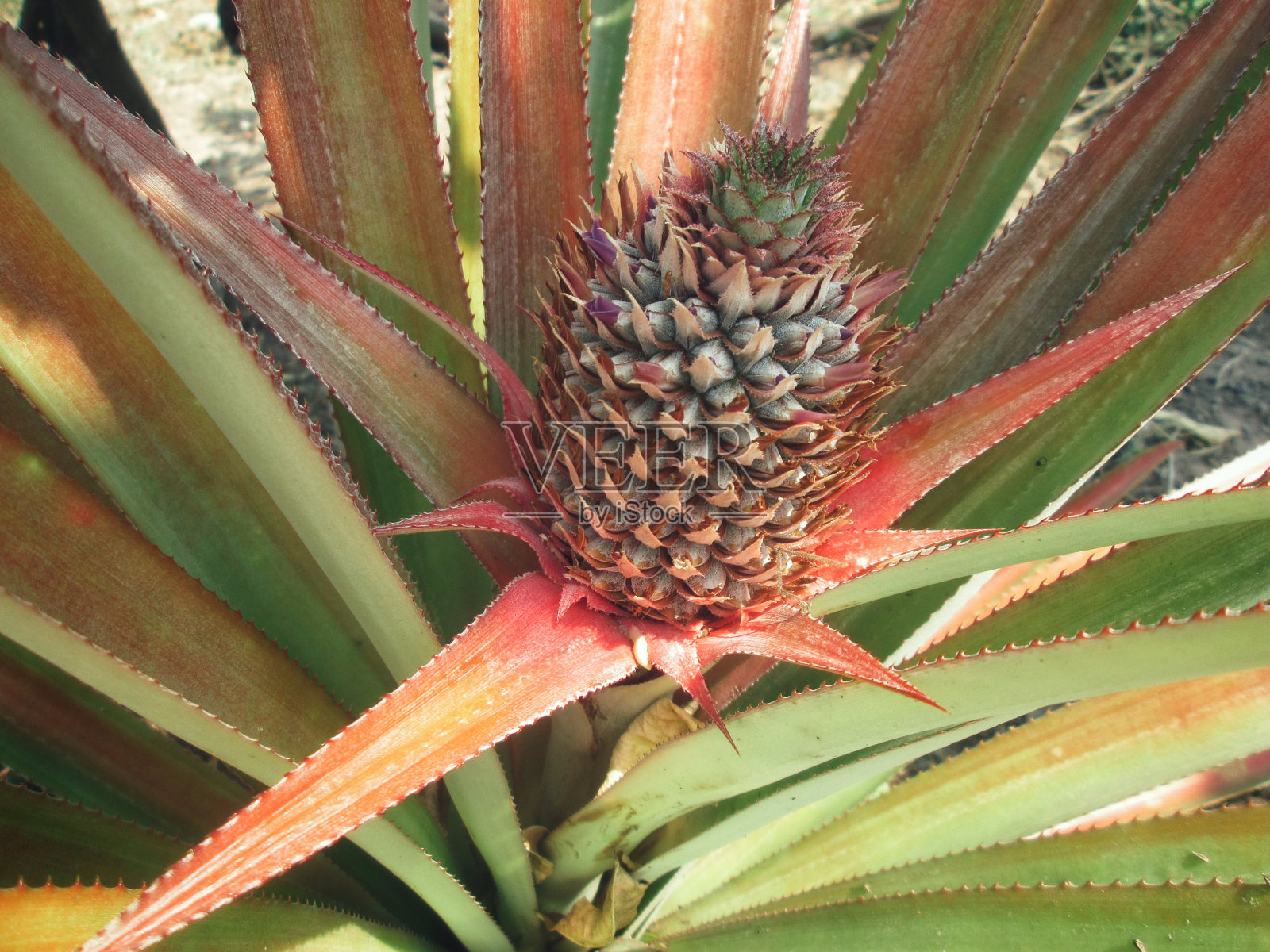 菠萝树照片摄影图片