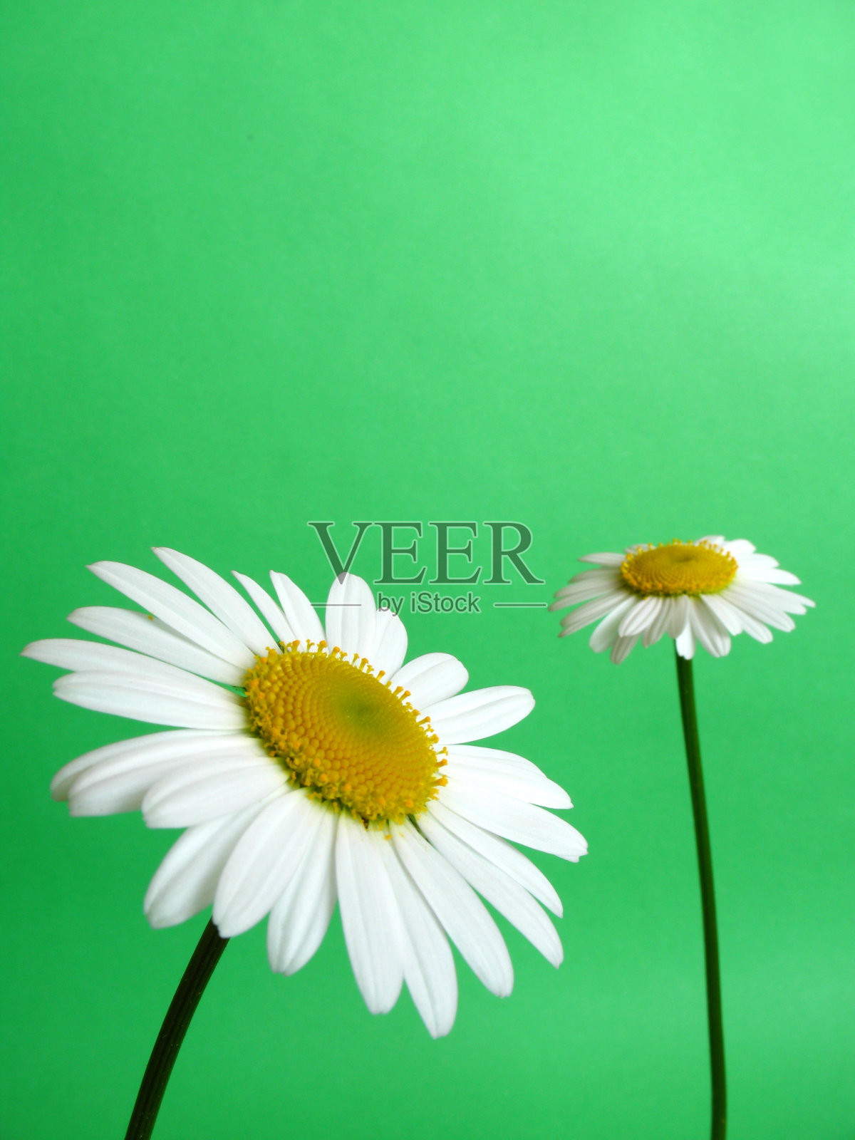 黛西照片摄影图片