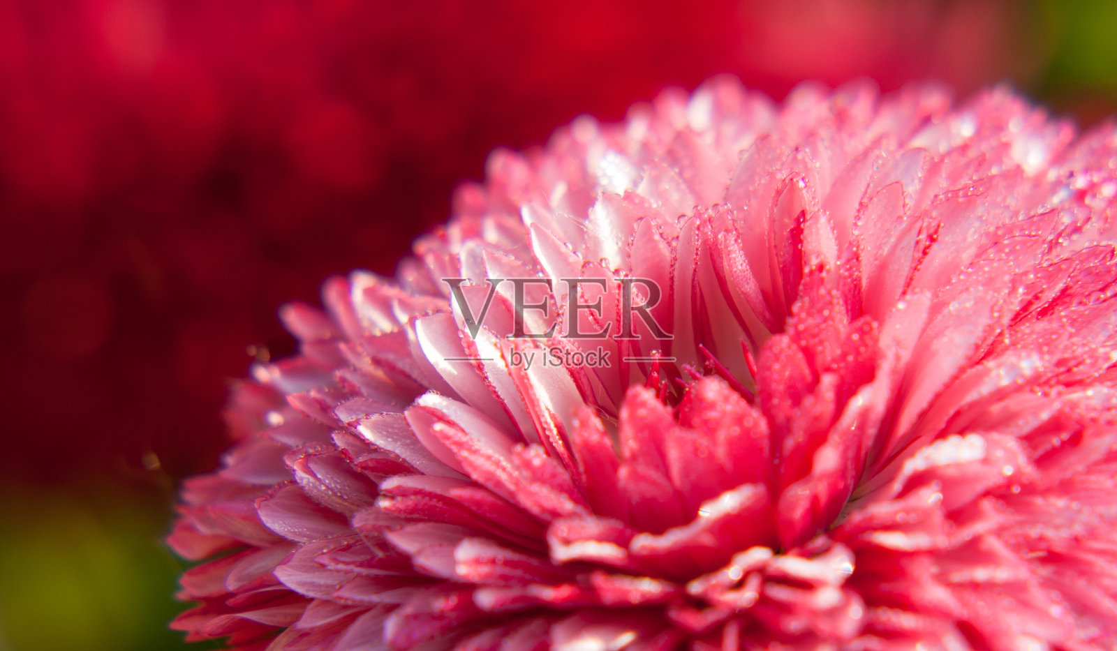 粉红色的花照片摄影图片